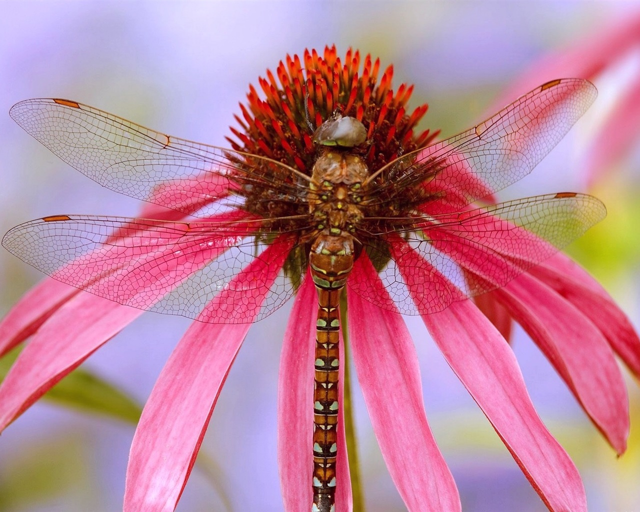 好漂亮的蜻蜓花