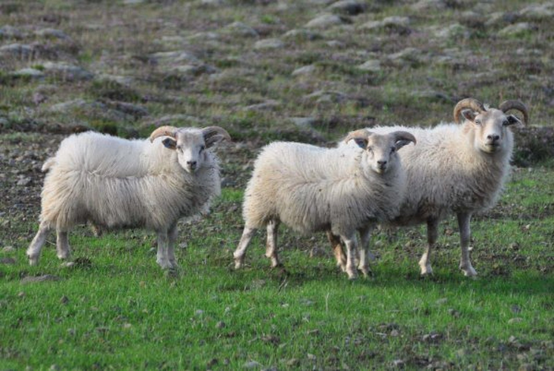 生肖羊 91年属羊的人2020年财运运程  今年贵人照命,事业能有不错进展