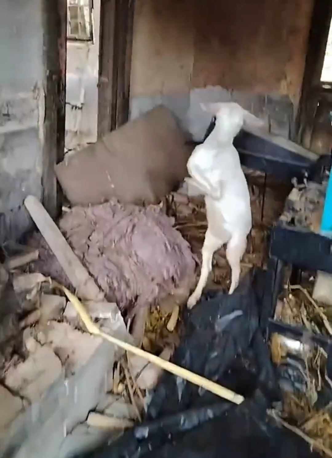 这种羊是暴力羊别不信,还有些直立行走的羊非常暴力,连狼都打不过他