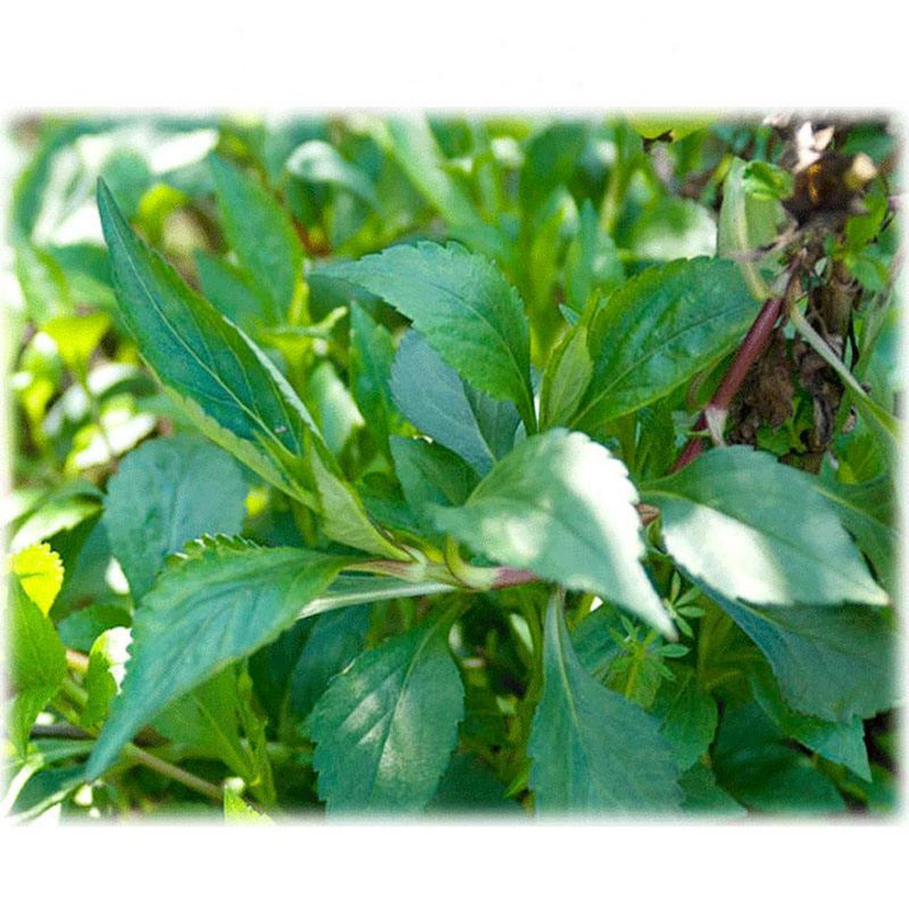 每天认识一种植物# 苦斋婆,学名:败酱草. 一种野生野菜.