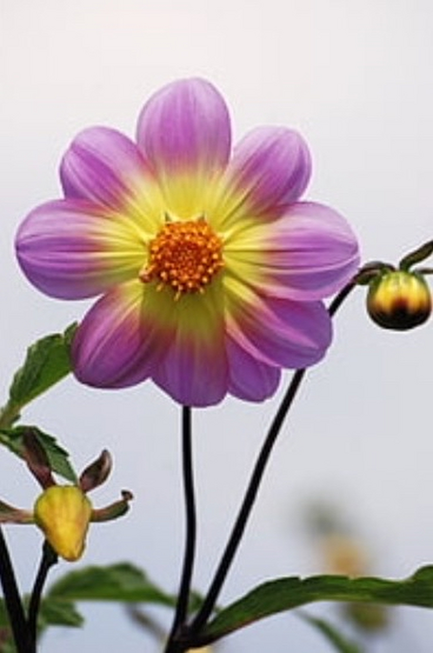 2023年5月17日(星期三)农历三月二十八,仓颉先师诞辰 仓颉,古籍中称