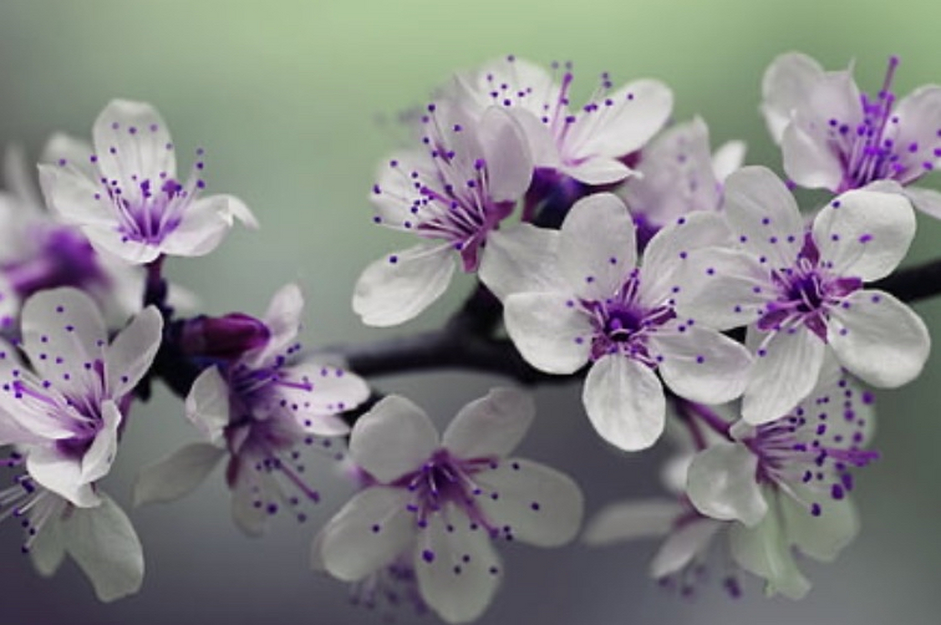 民间故事:梦笔生花 唐朝李白生性放达,文采斐然,早有文名.