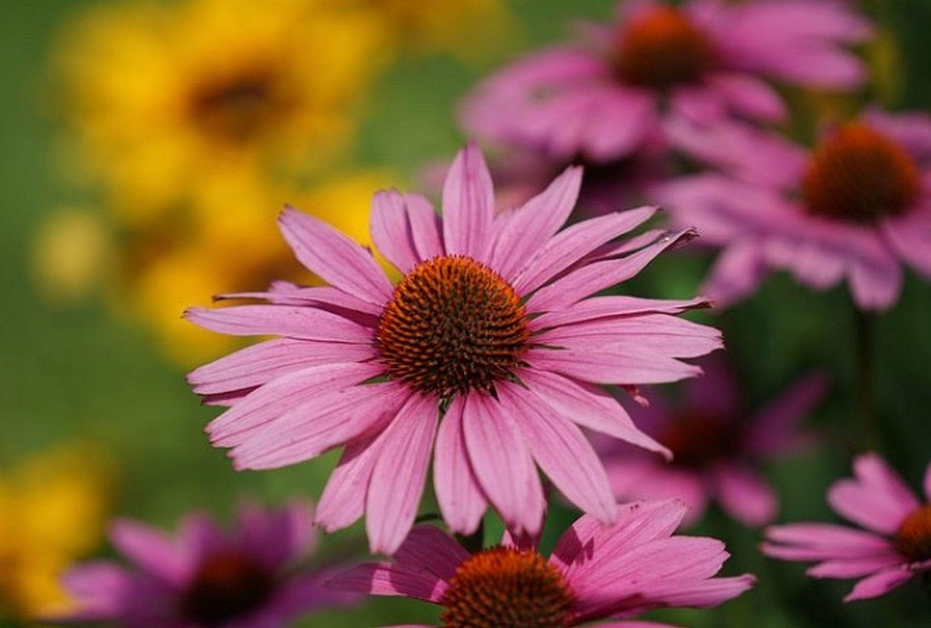 2023年5月28日(星期日)农历四月初十,祀郝圣姑 圣姑姓郝,字女君,老人