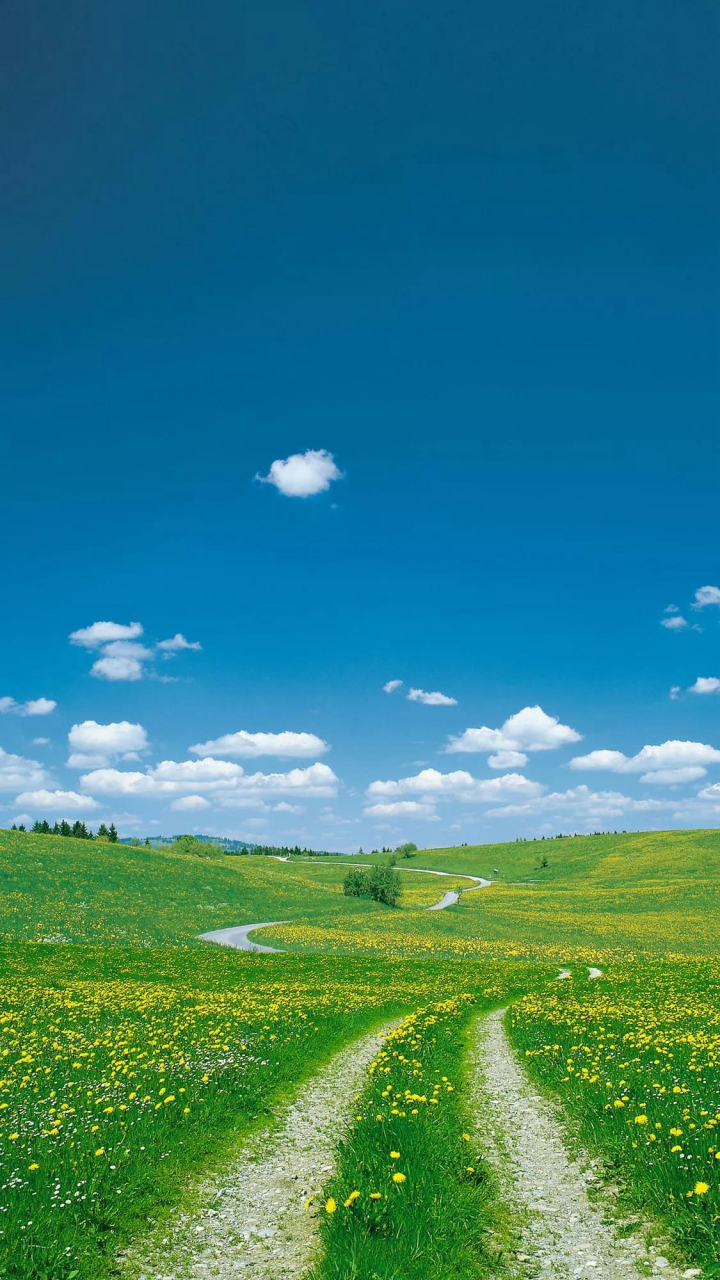 绿草如茵,黄花点缀,两旁是延伸至远方的车辙,蓝天白云下,这是属于我的