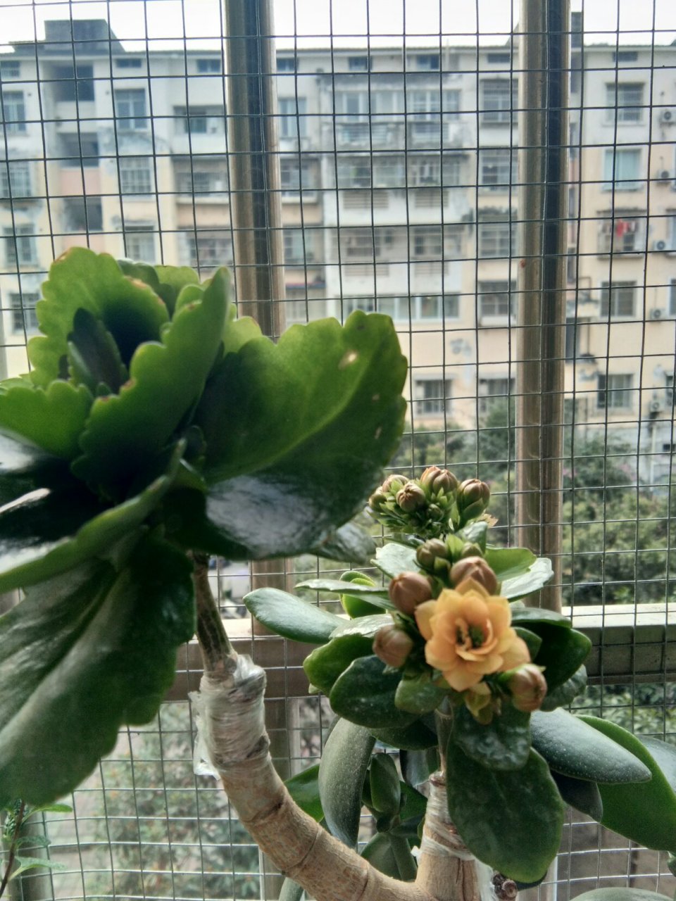 国庆在玉树上嫁接的长寿花三个月后开花了