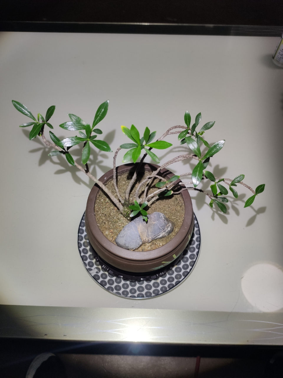 小叶海岛栀子花