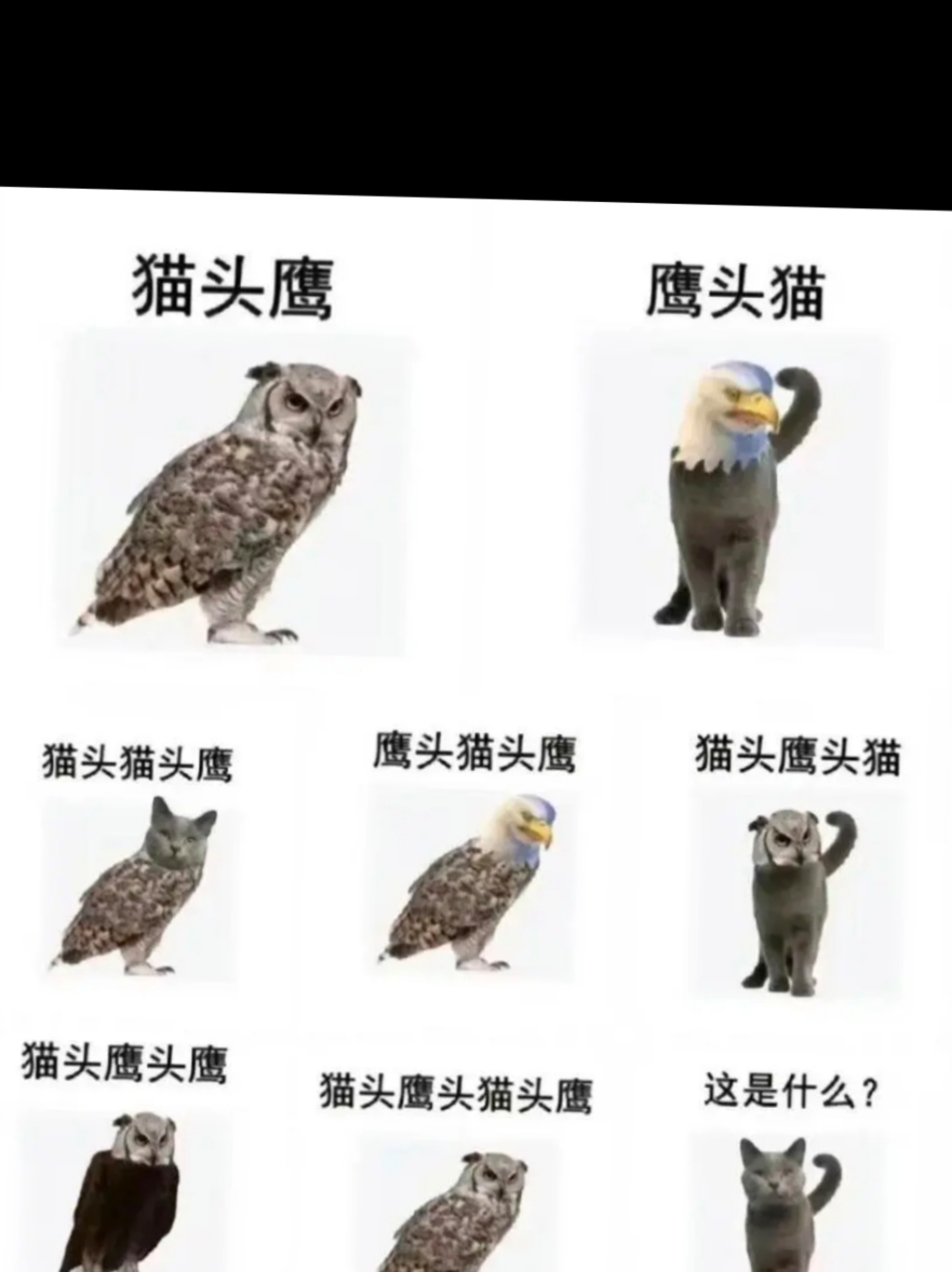 猫头鹰种类名称及图解图片