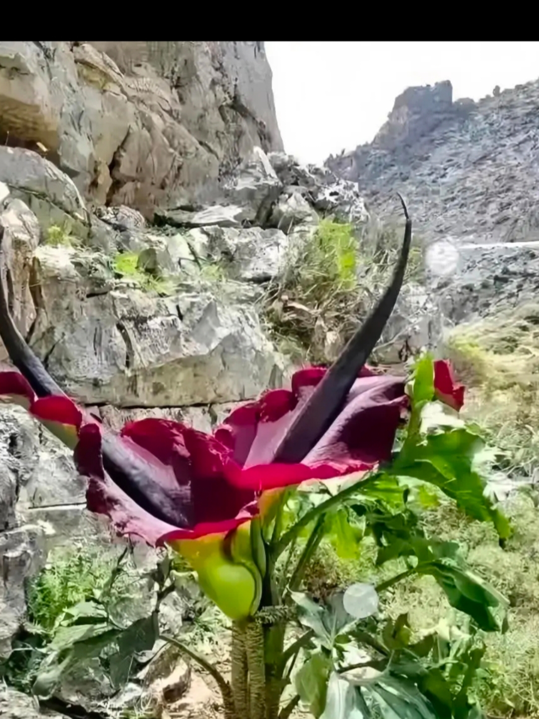 哇塞!这是啥花啊.颜色看上去很鲜艳哦.大家认识吗?