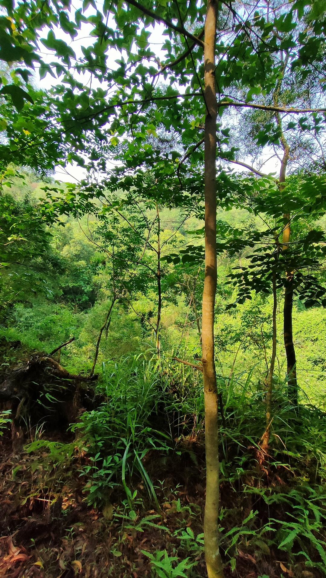 旗岭森林公园图片