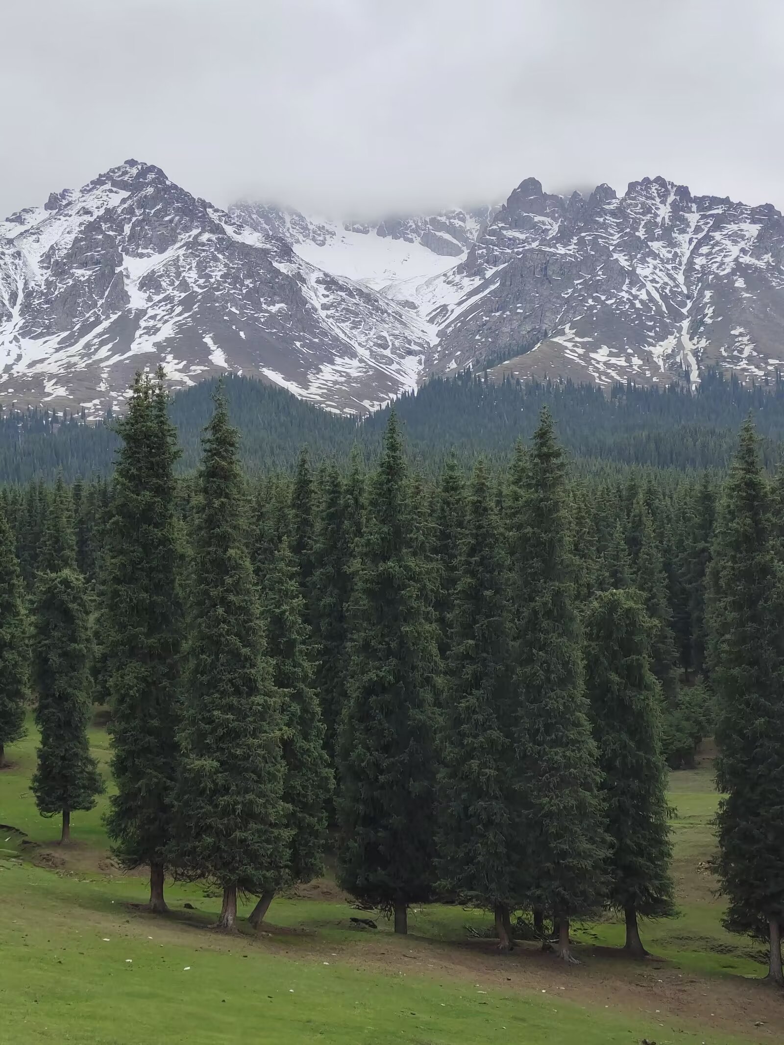 美丽的鹿角湾位于新疆沙湾县,是天山北麓最好的草场之一,地属沙湾县