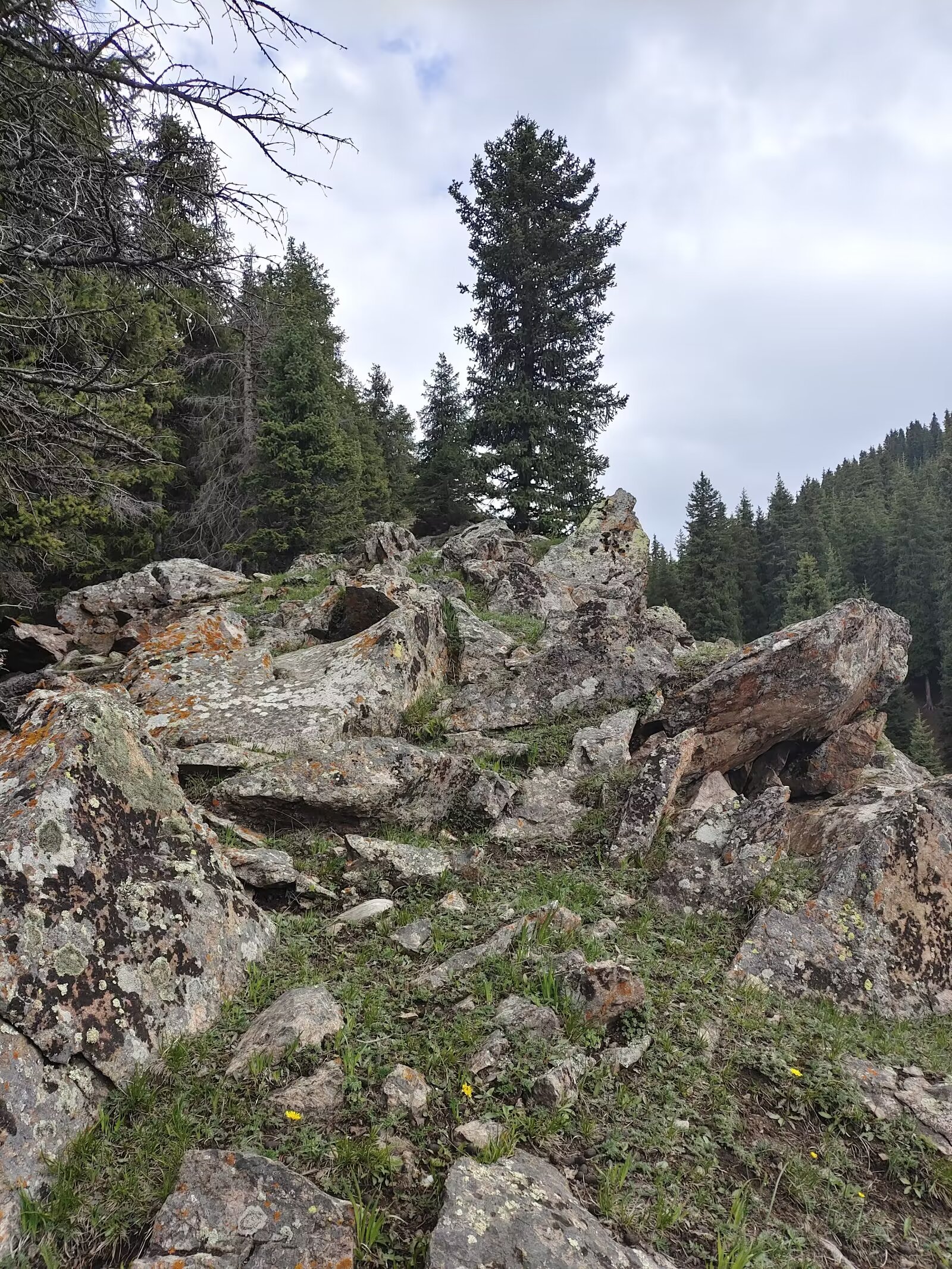 美丽的鹿角湾位于新疆沙湾县,是天山北麓最好的草场之一,地属沙湾县
