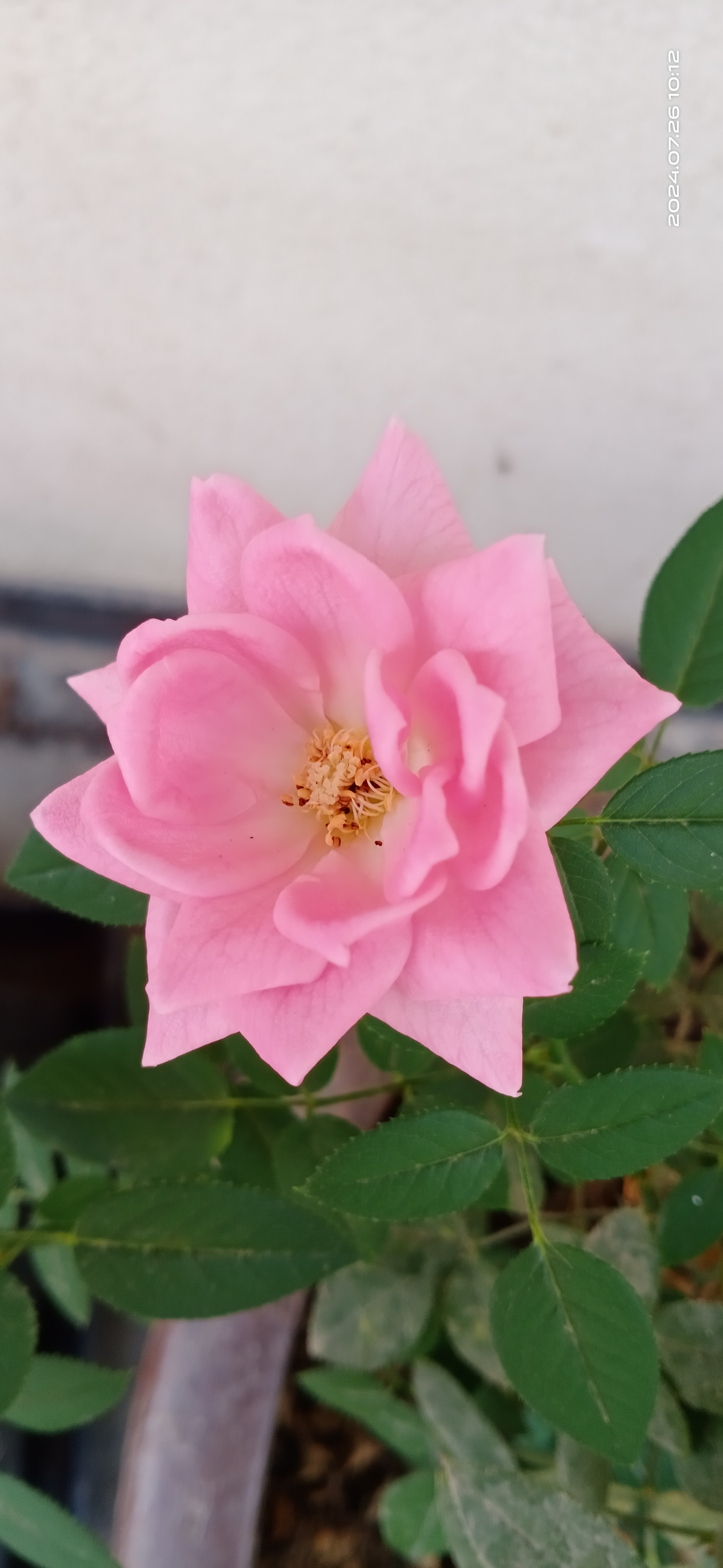 奇异花形月季花(非常见与众不同的,独特形状的花瓣,花朵.
