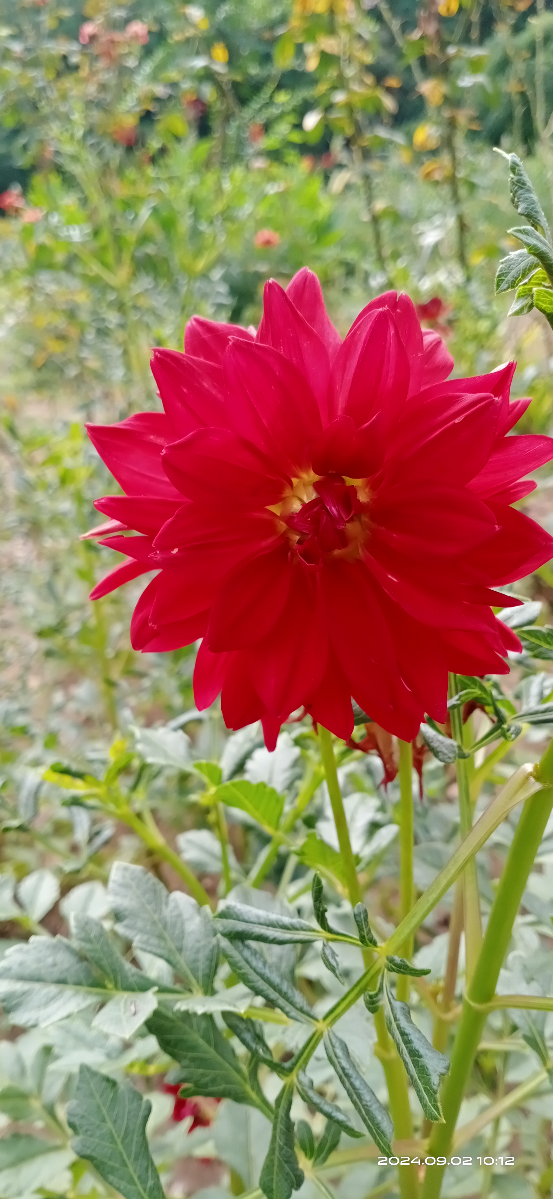 大丽花,俗名又叫地瓜花