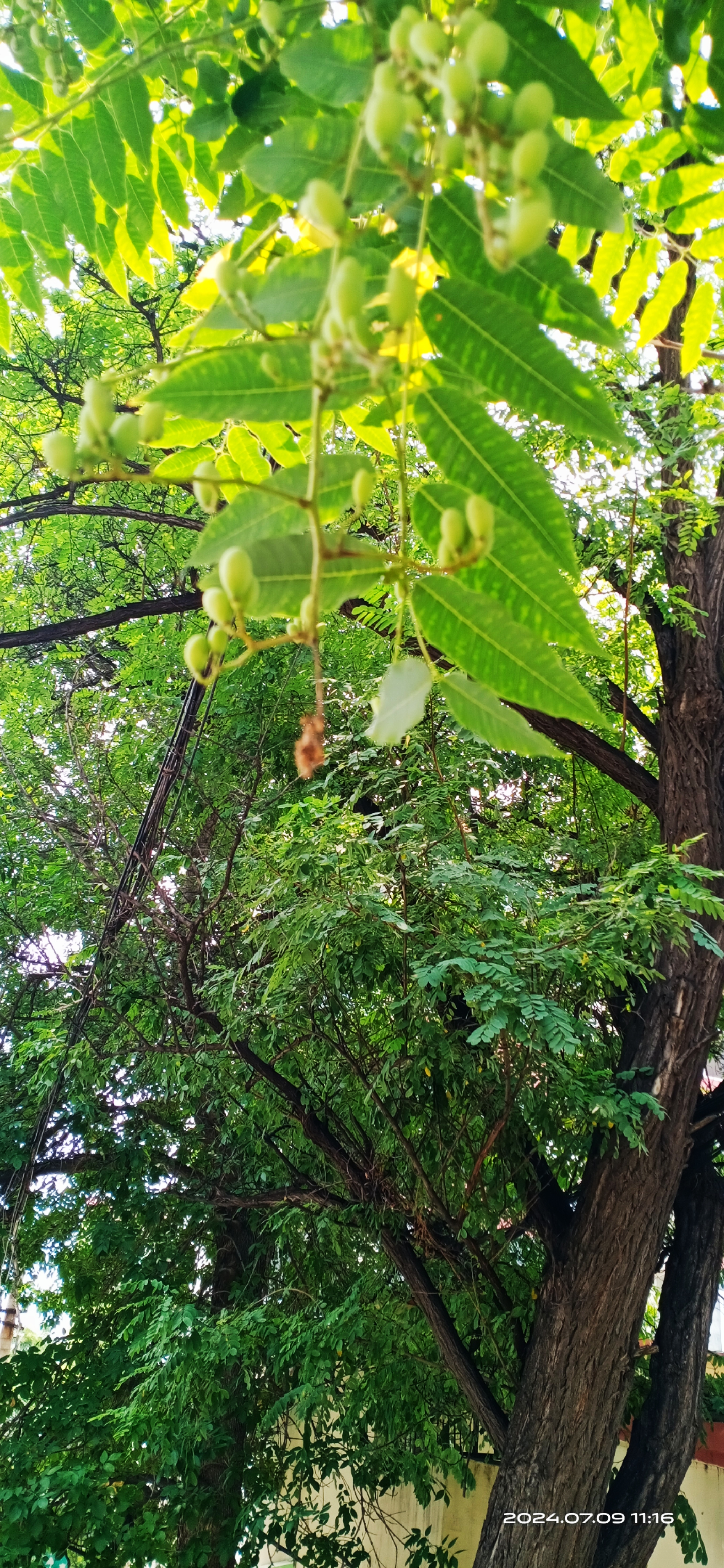 香椿树结的果实图片图片