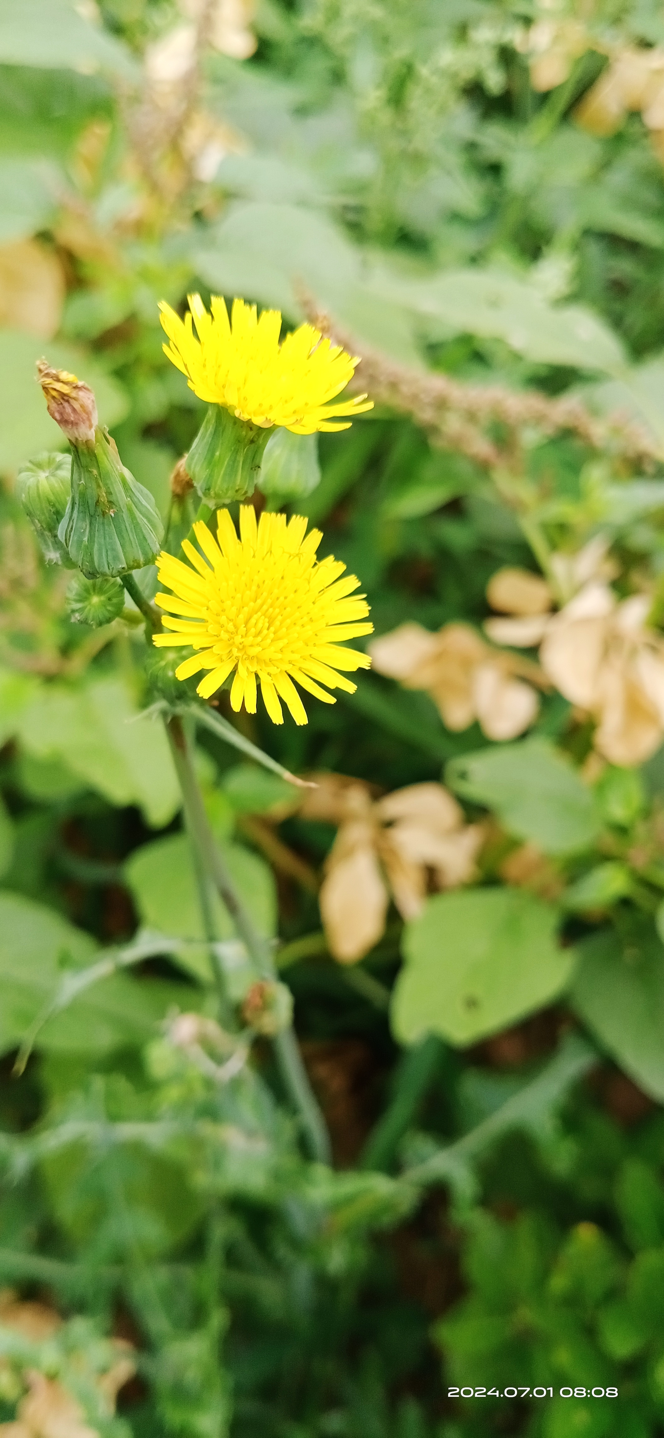 苣荬菜花图片图片