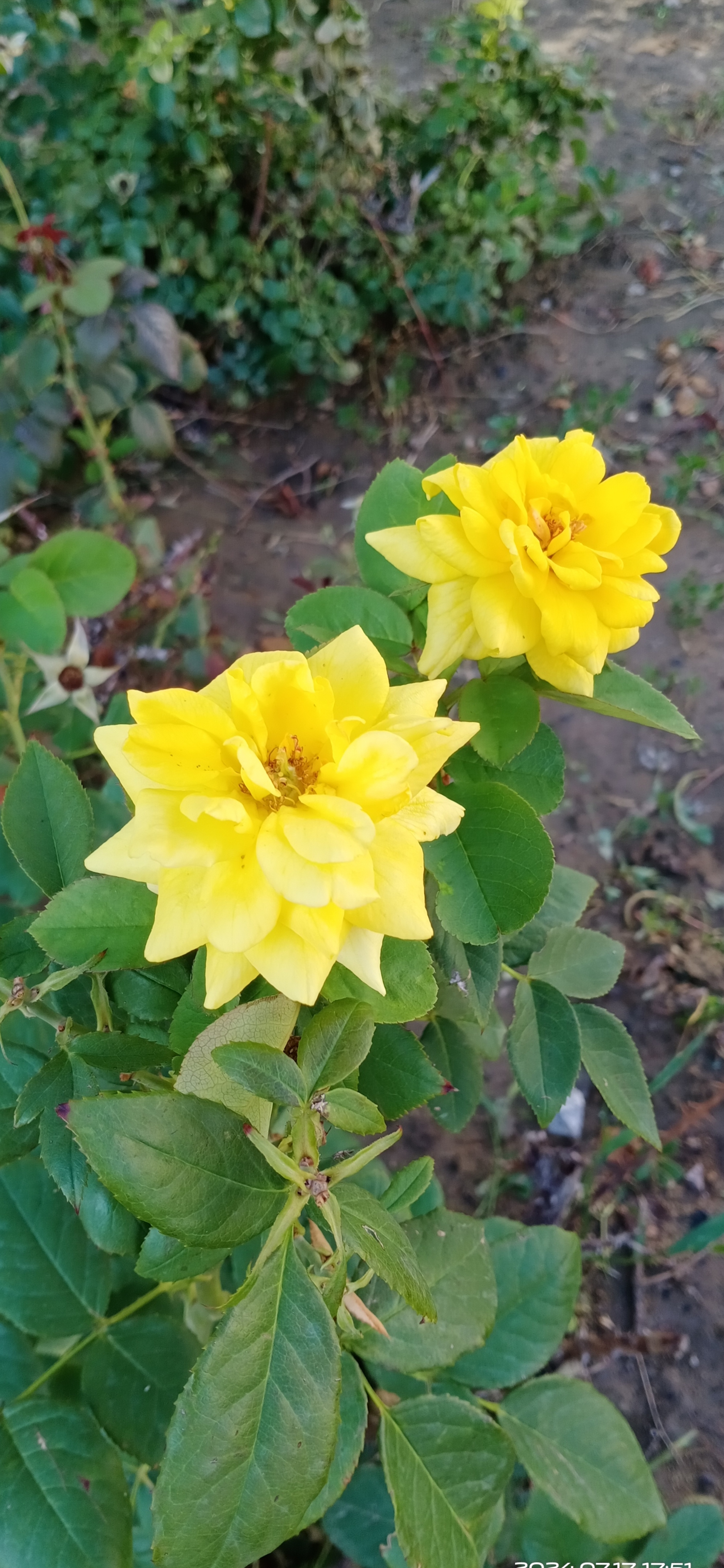 奇异花形月季花(非常见与众不同的,独特形状的花瓣,花朵.