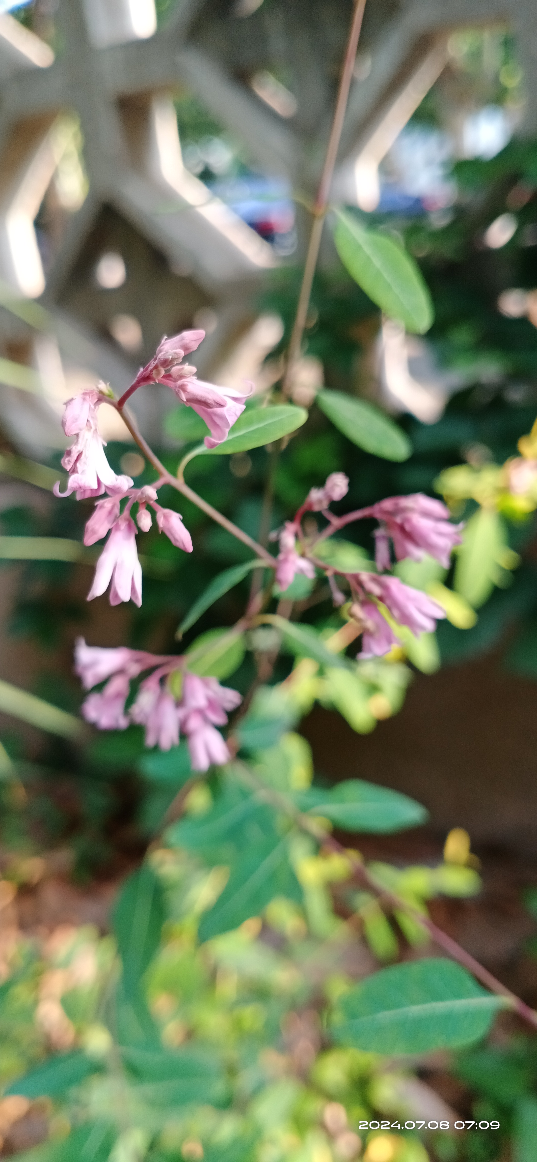 路边野生植物