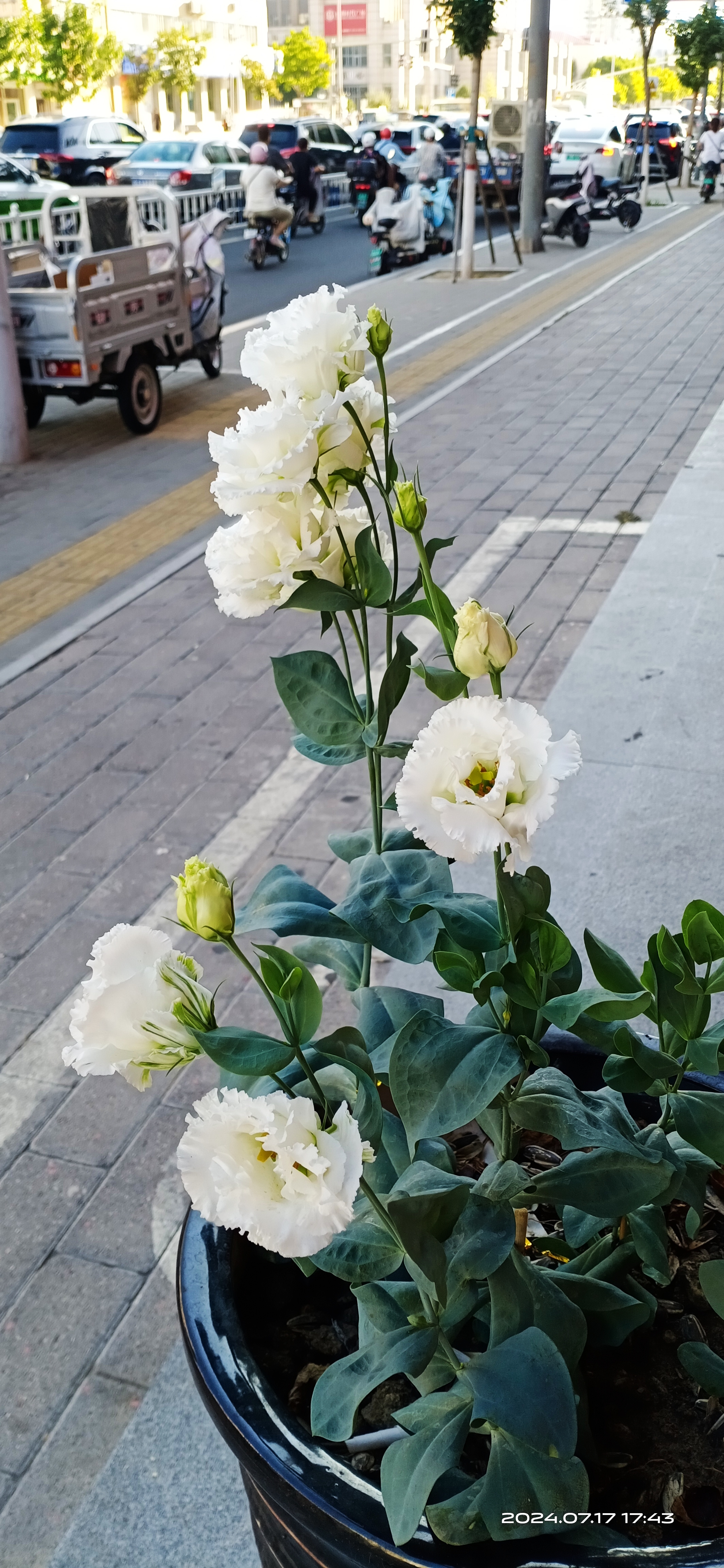 洋桔梗花 洋桔梗,又名草原龙胆,被誉为"无刺玫瑰.