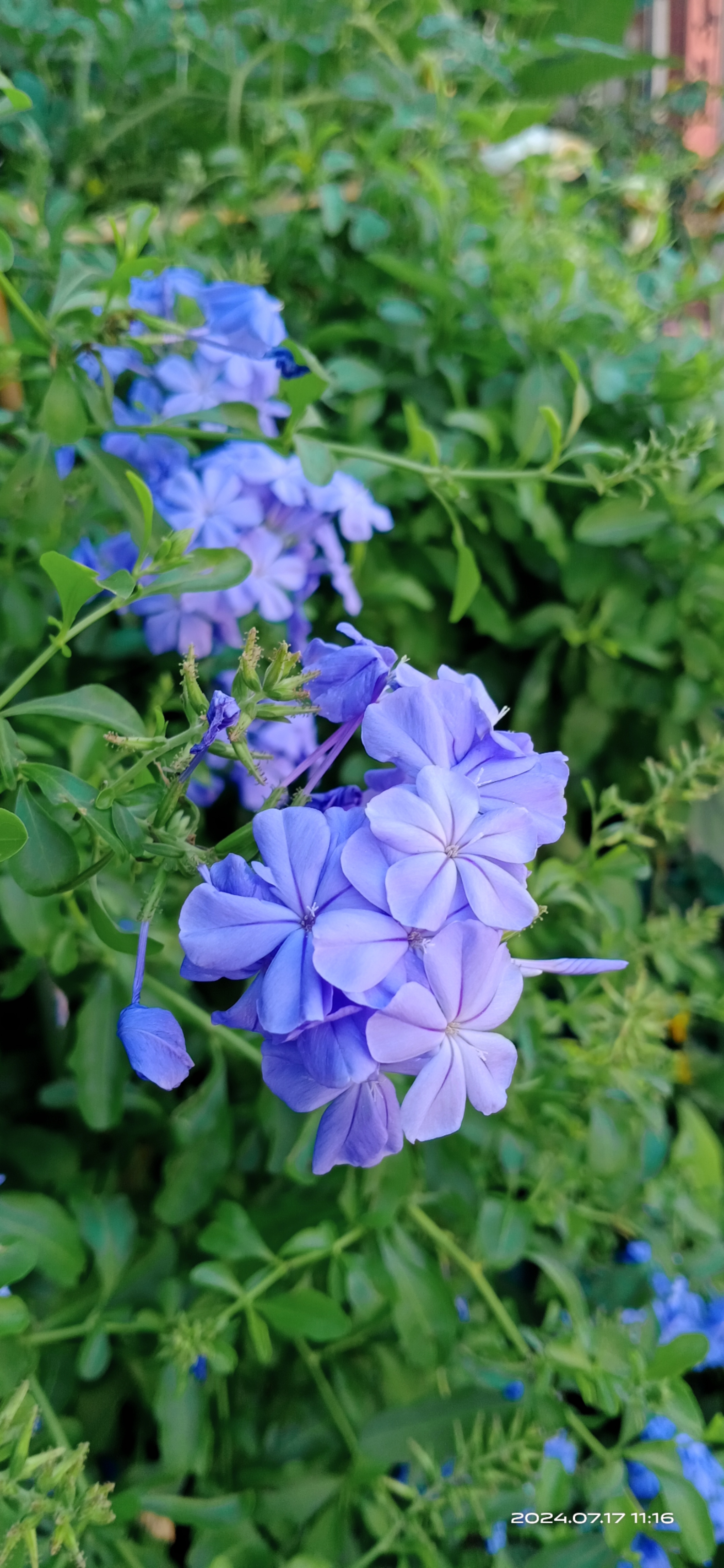 蓝色的花名称大全图片