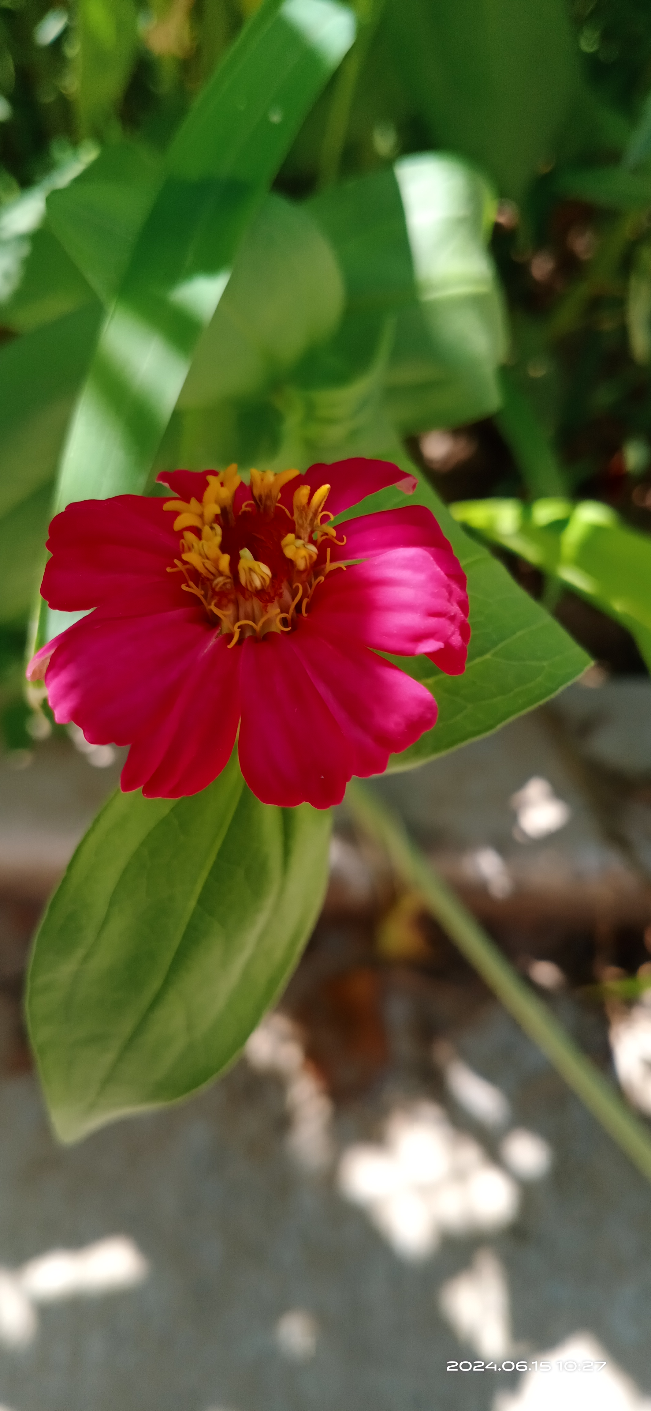 百日菊,别名步步登高.