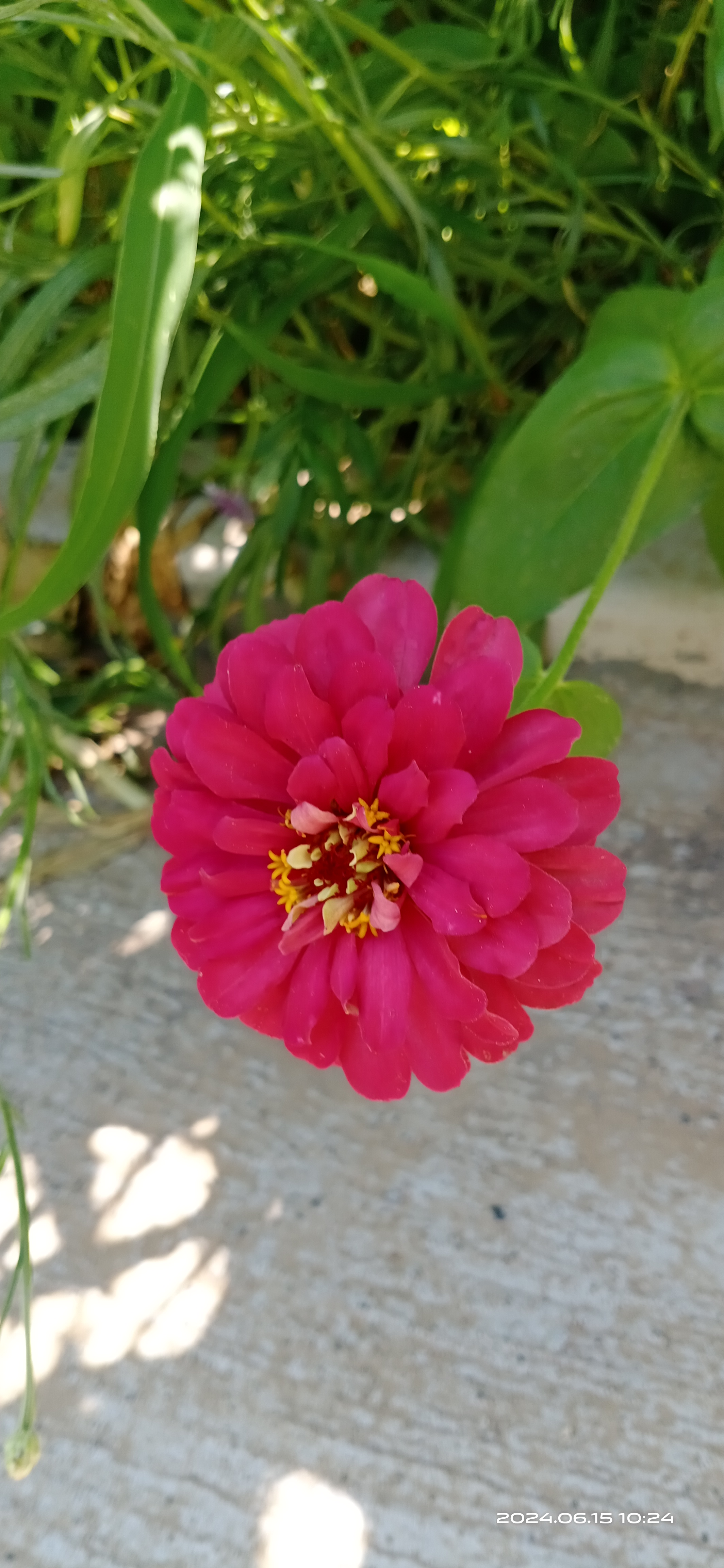 百日菊,别名步步登高.