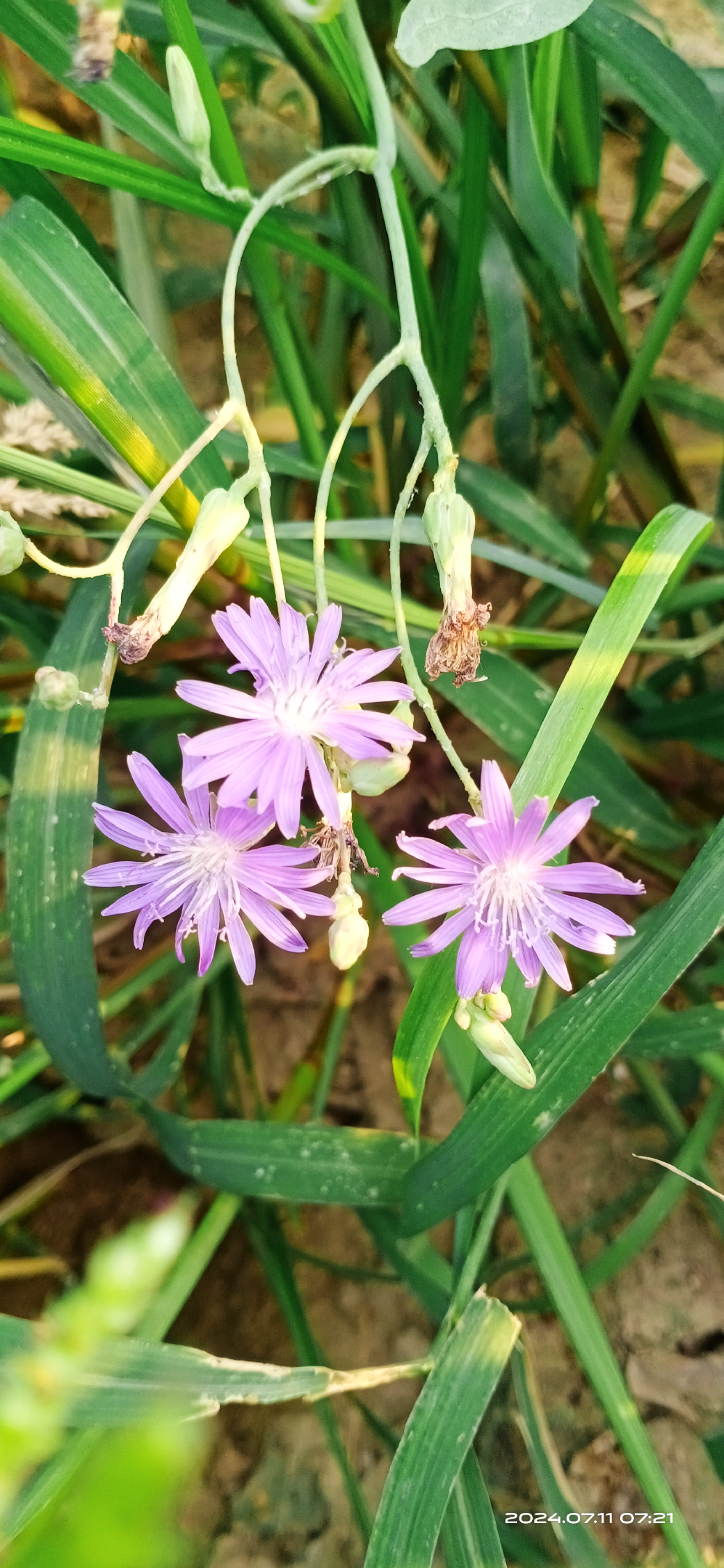 野长,生命力极强,干旱时它忍耐,等待着,遇有雨水快速生长,开花结籽