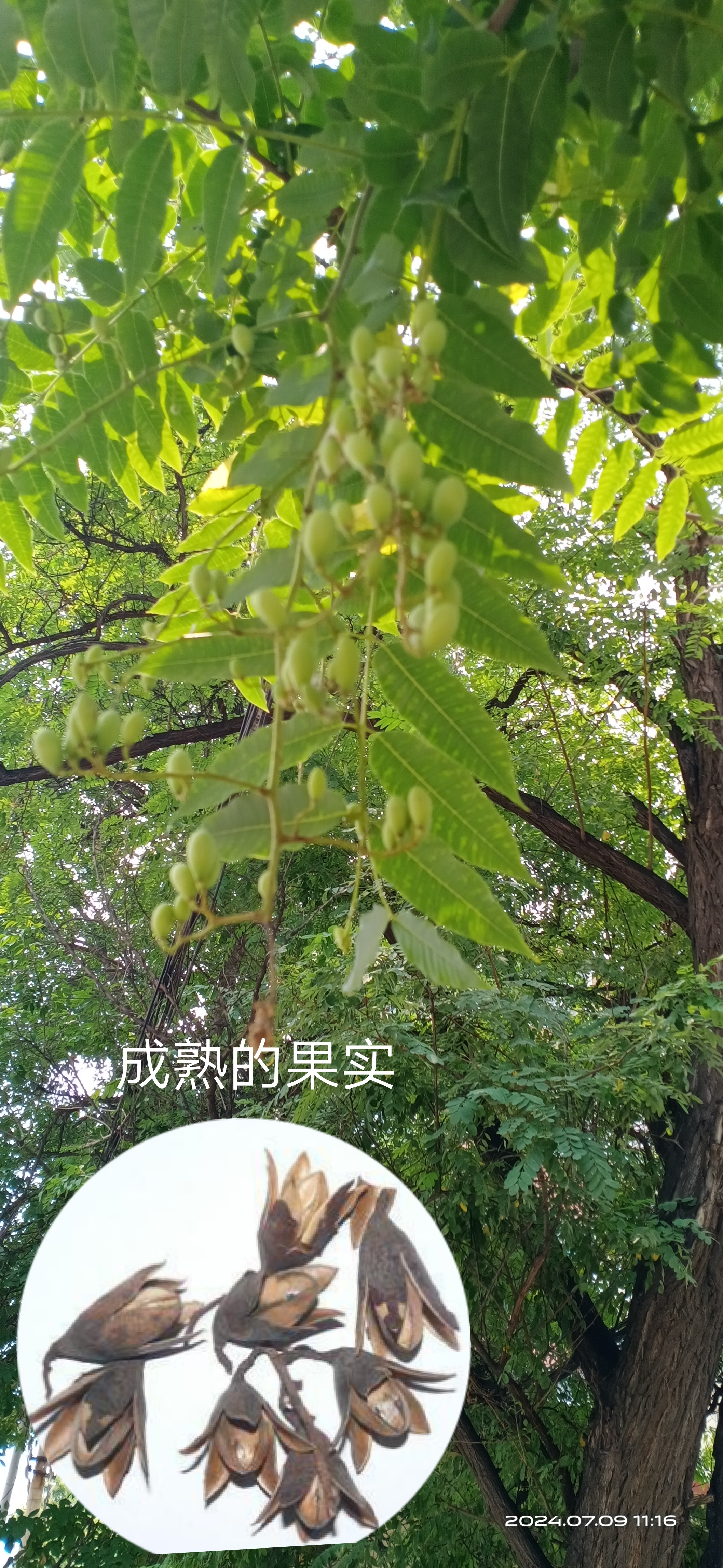 香椿树结的果实图片图片