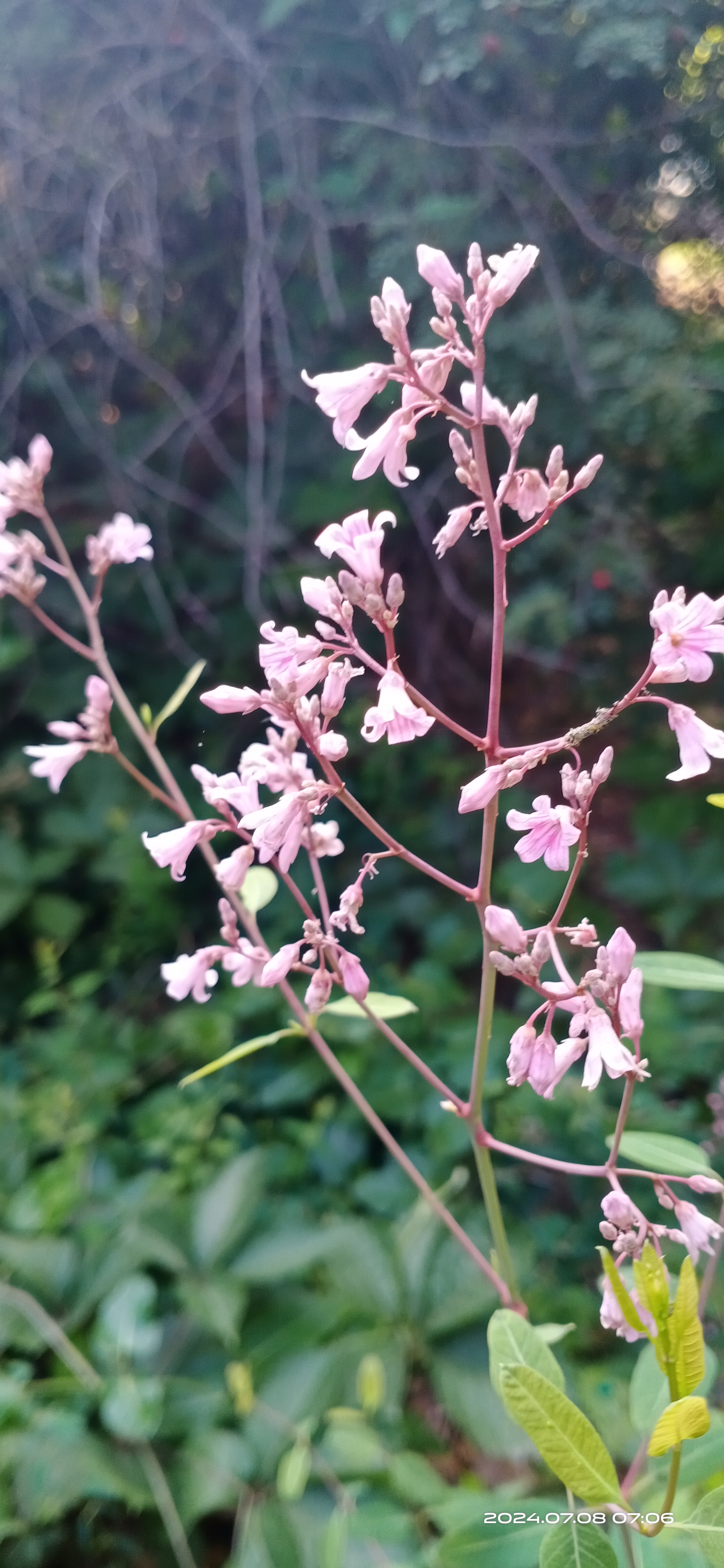 经查证它叫罗布麻,又叫红花草.