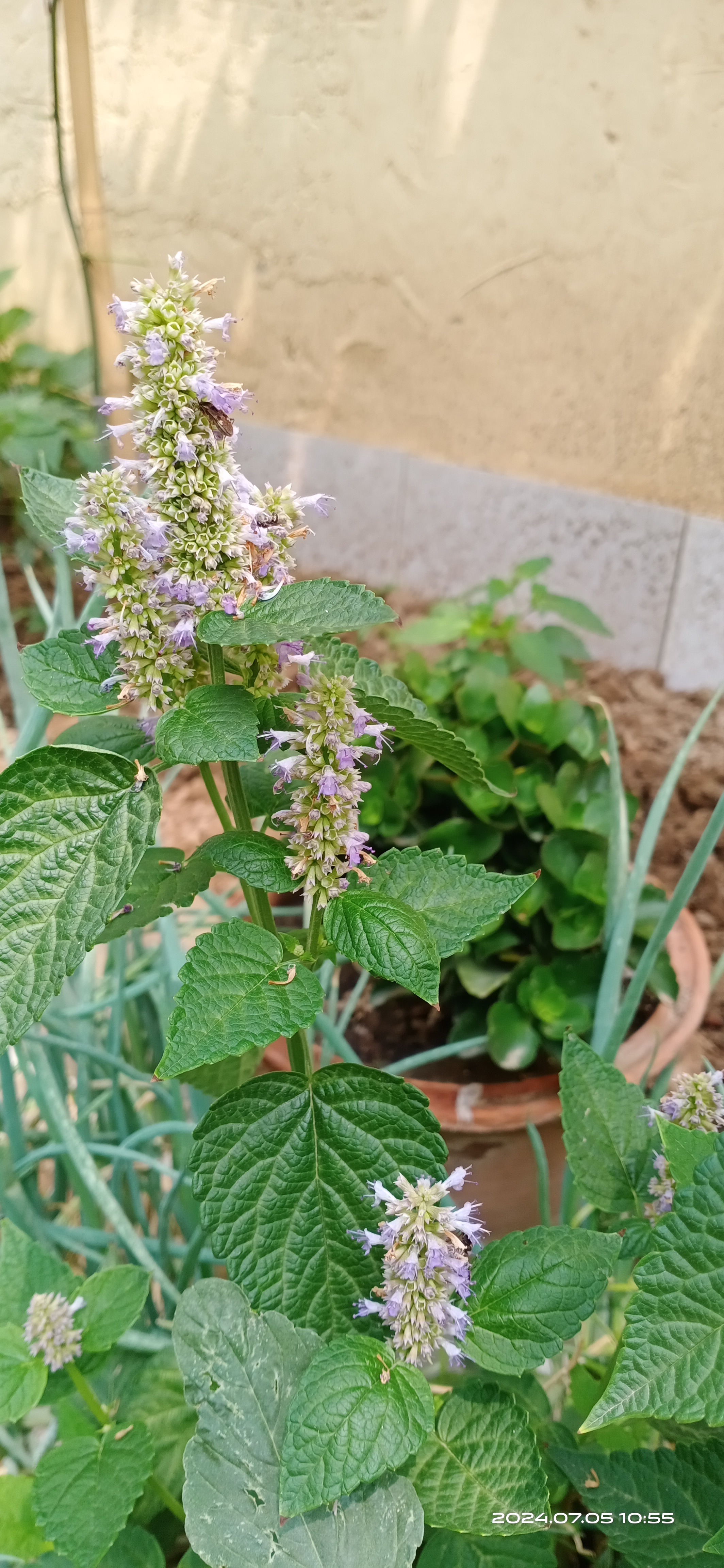 藿香草 大家可能都知道"藿香正气口服液"和"藿香正气水"吧.