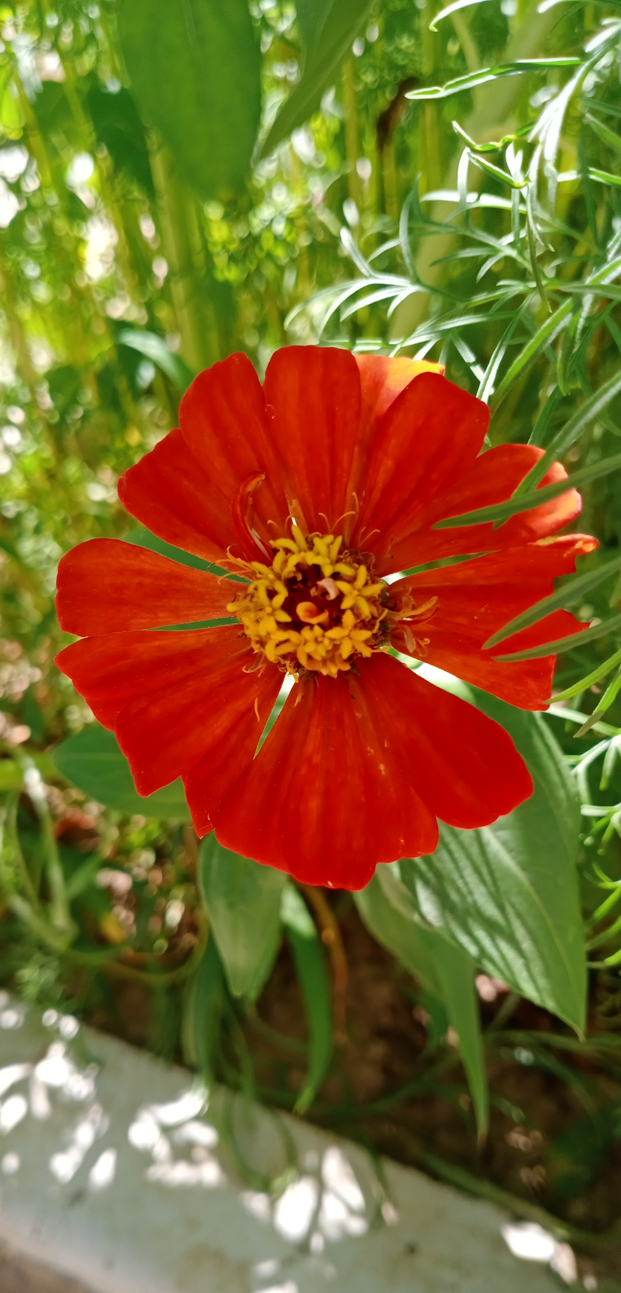 百日菊,别名步步登高.