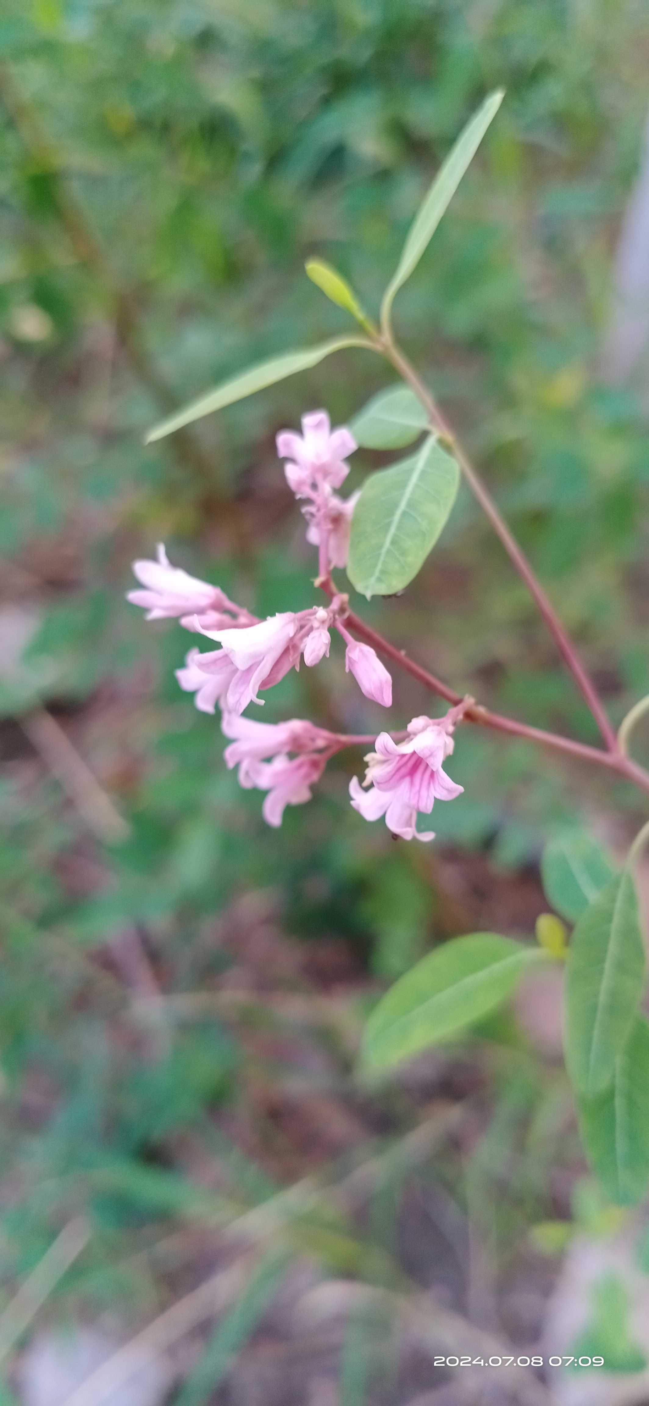 经查证它叫罗布麻,又叫红花草.