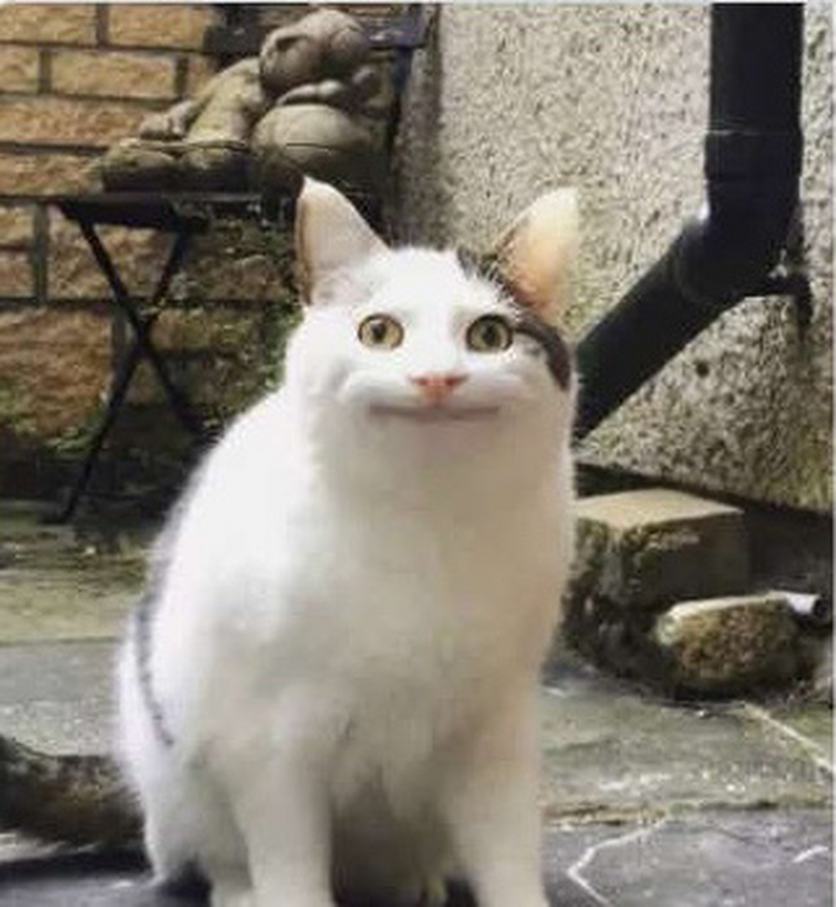 《单身狗之歌》: 两个黄鹂鸣翠柳,你还没有女朋友.