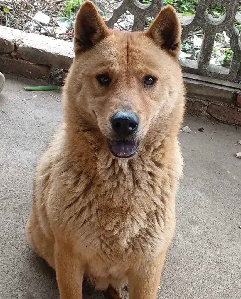 一位大爷把自己养了7年的大黄狗1000元卖给了狗贩子