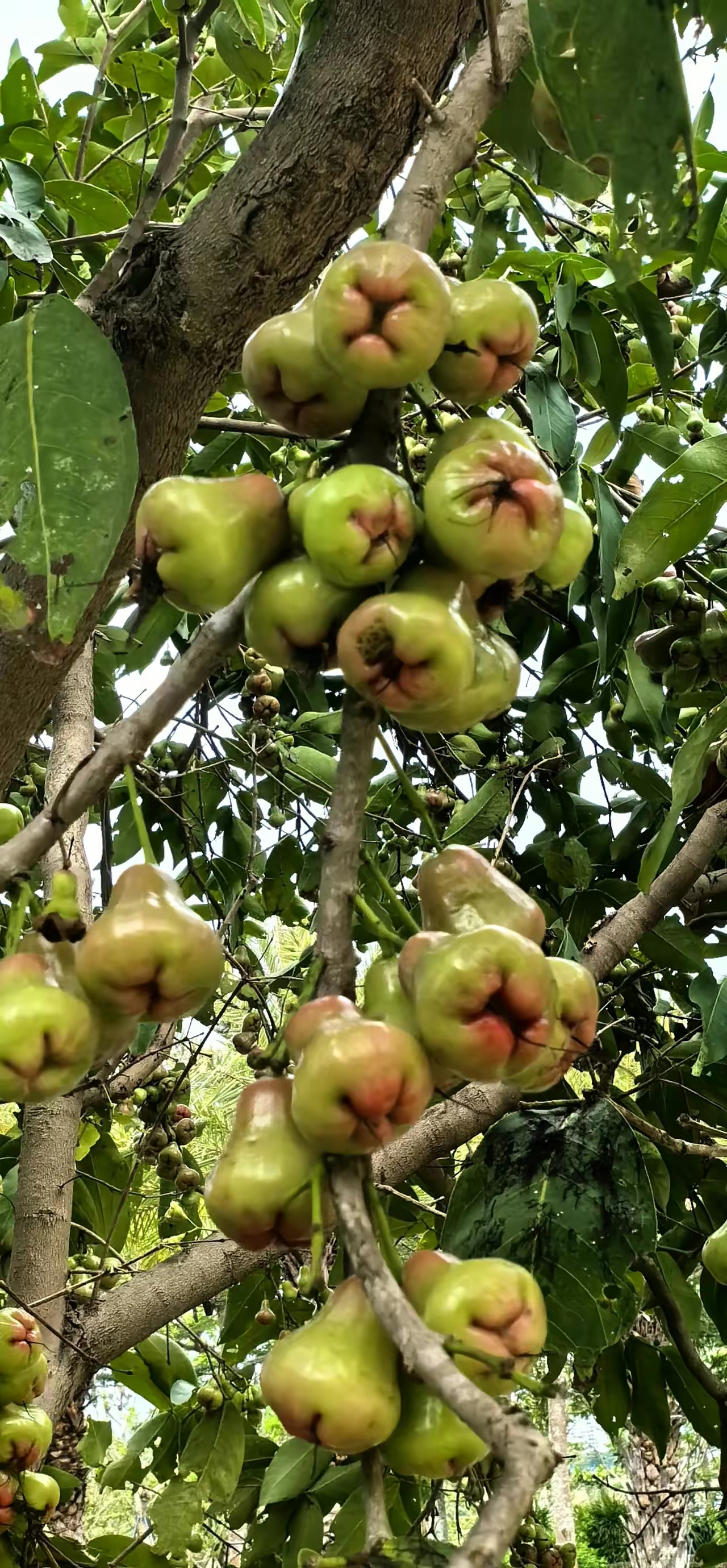 雾凇水果图片