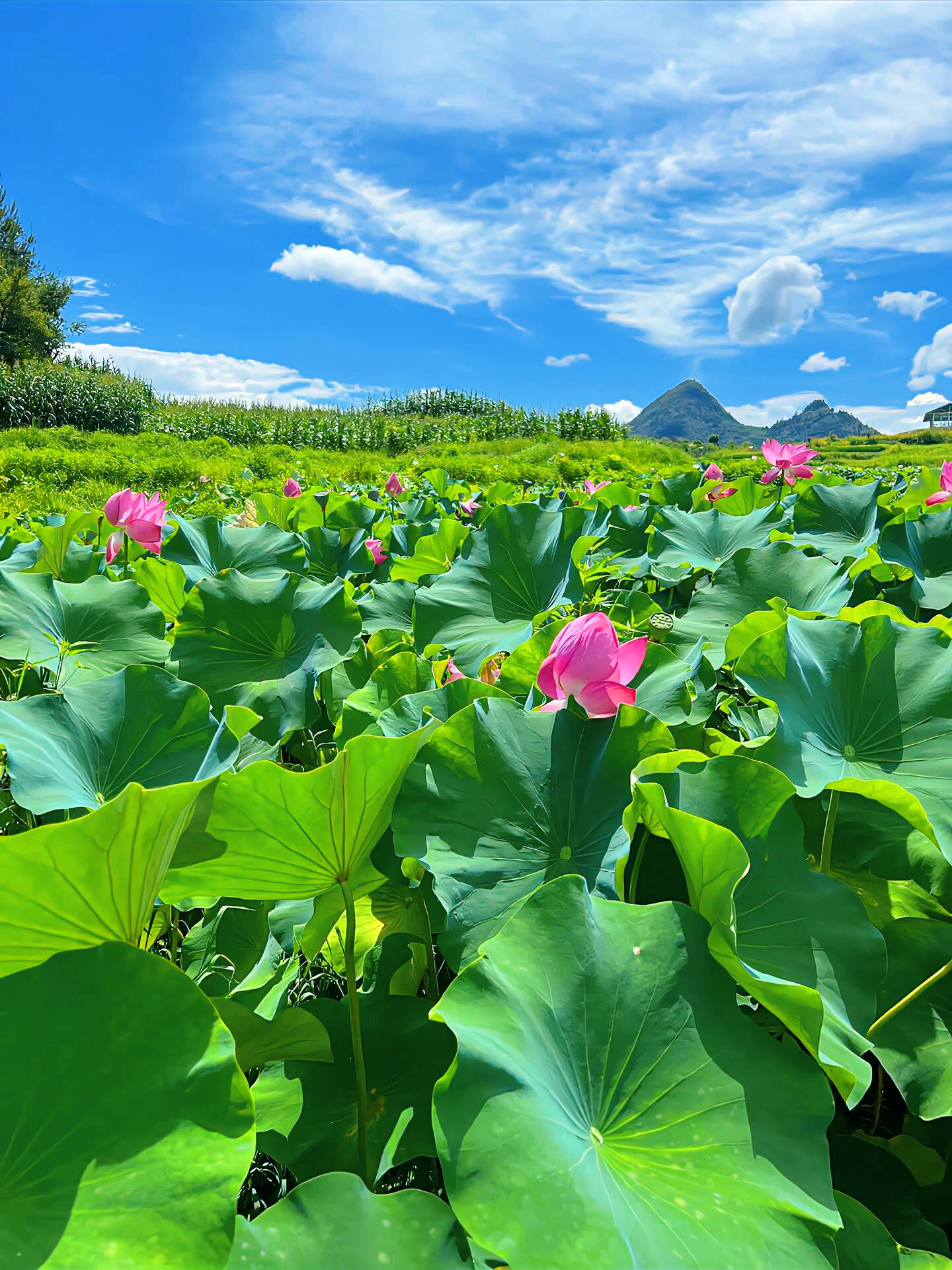 夏天早晨的美景图片