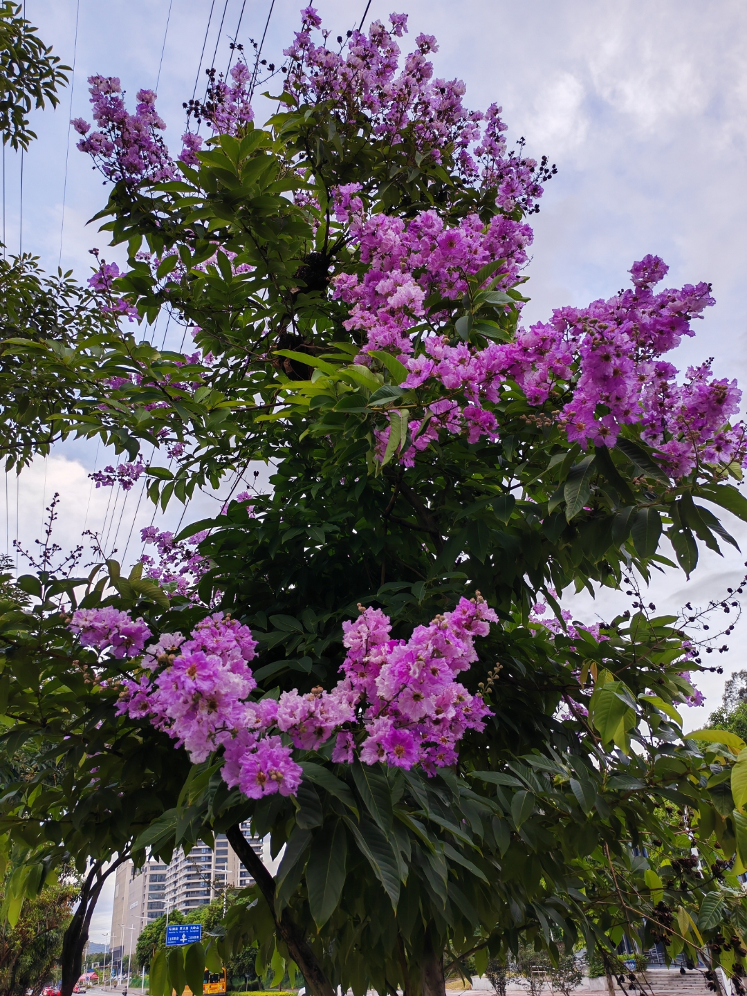树下及周边的绿化,衬得紫薇花更加鲜艳