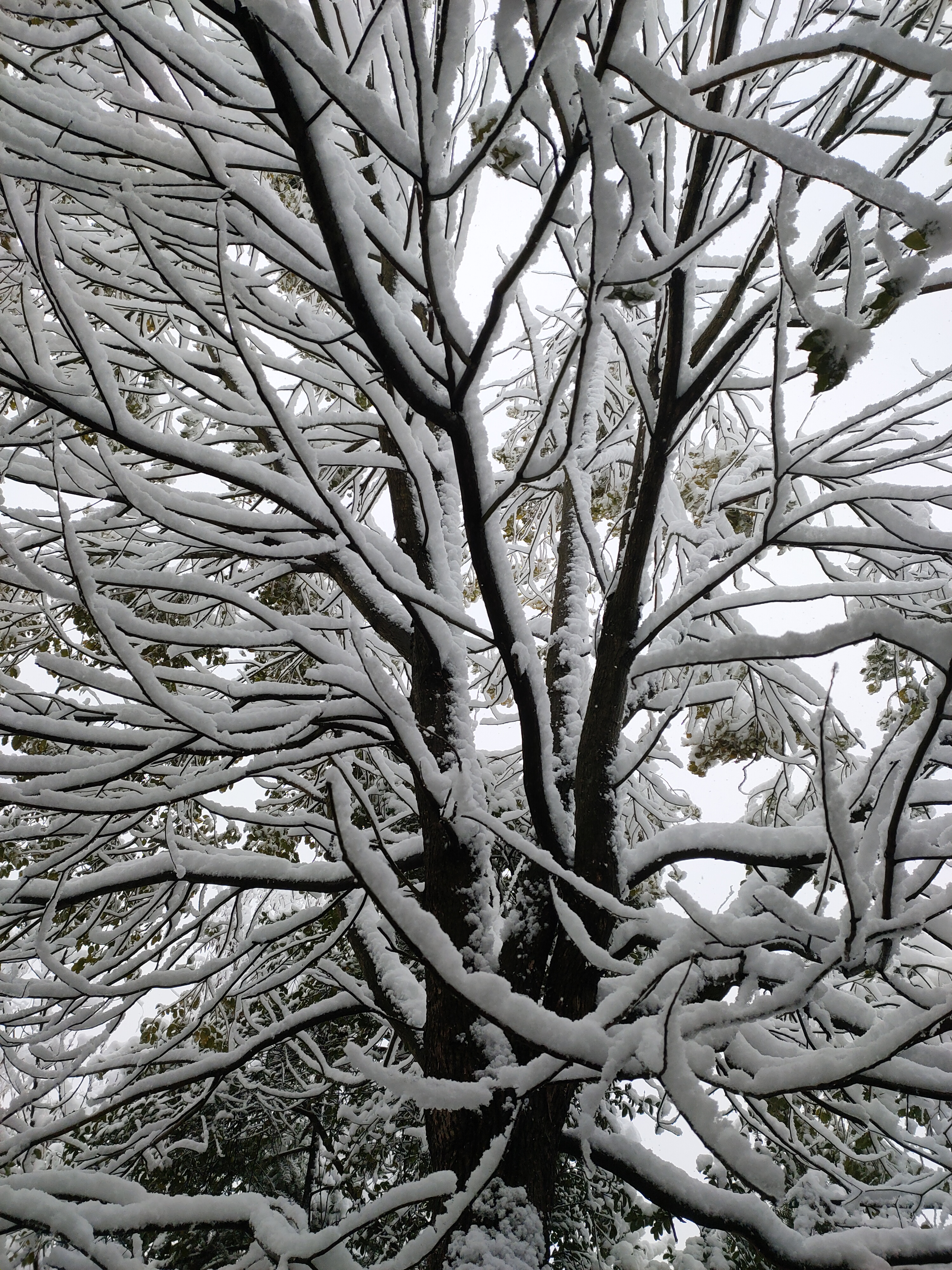 ❄️冬天的魔法:与雪花的私语 ❄️