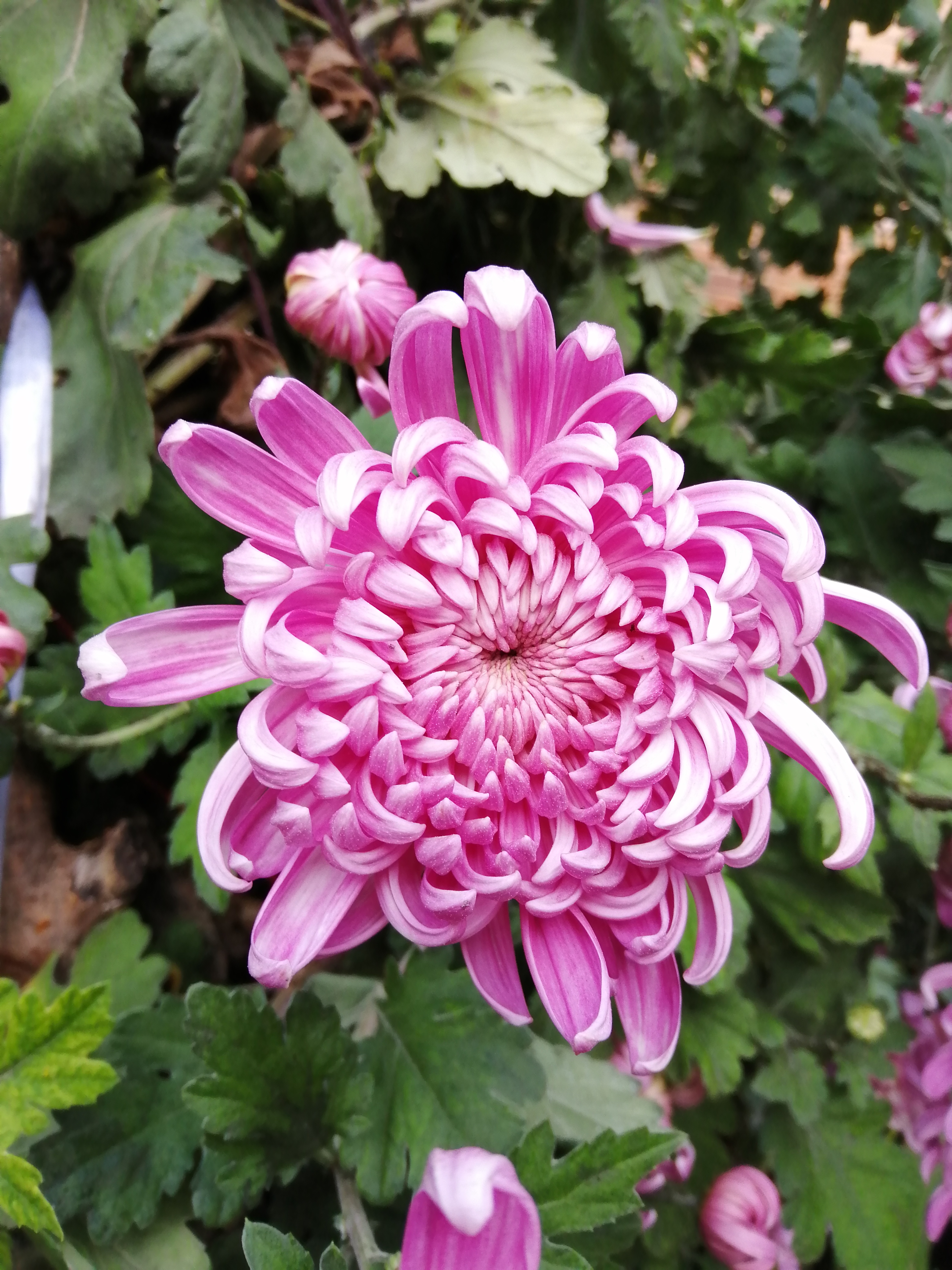 "哇,这些粉红色的菊花在阳光下闪闪发光,好像它们是花园中的明星!