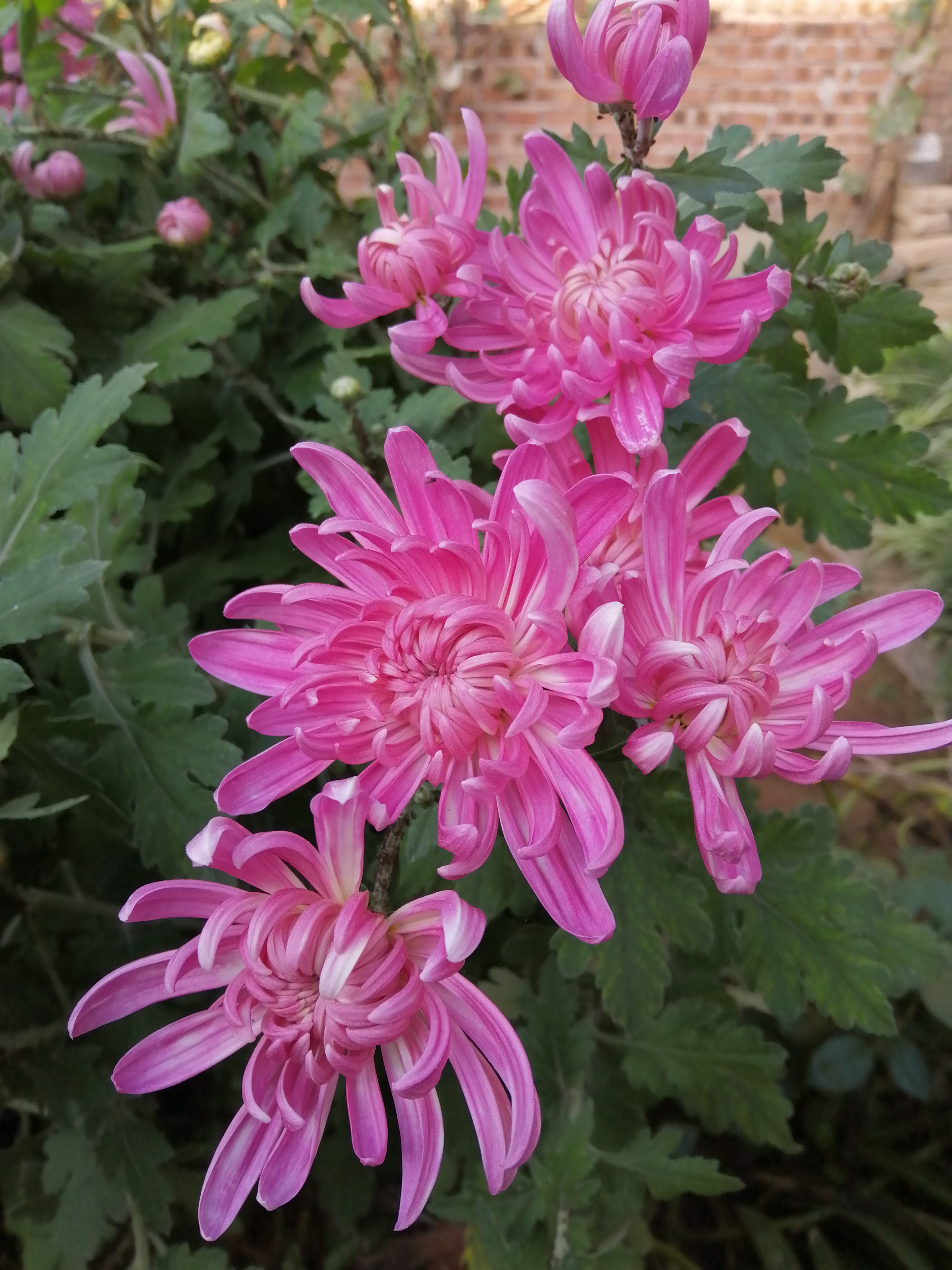 "哇,这些粉红色的菊花在阳光下闪闪发光,好像它们是花园中的明星!