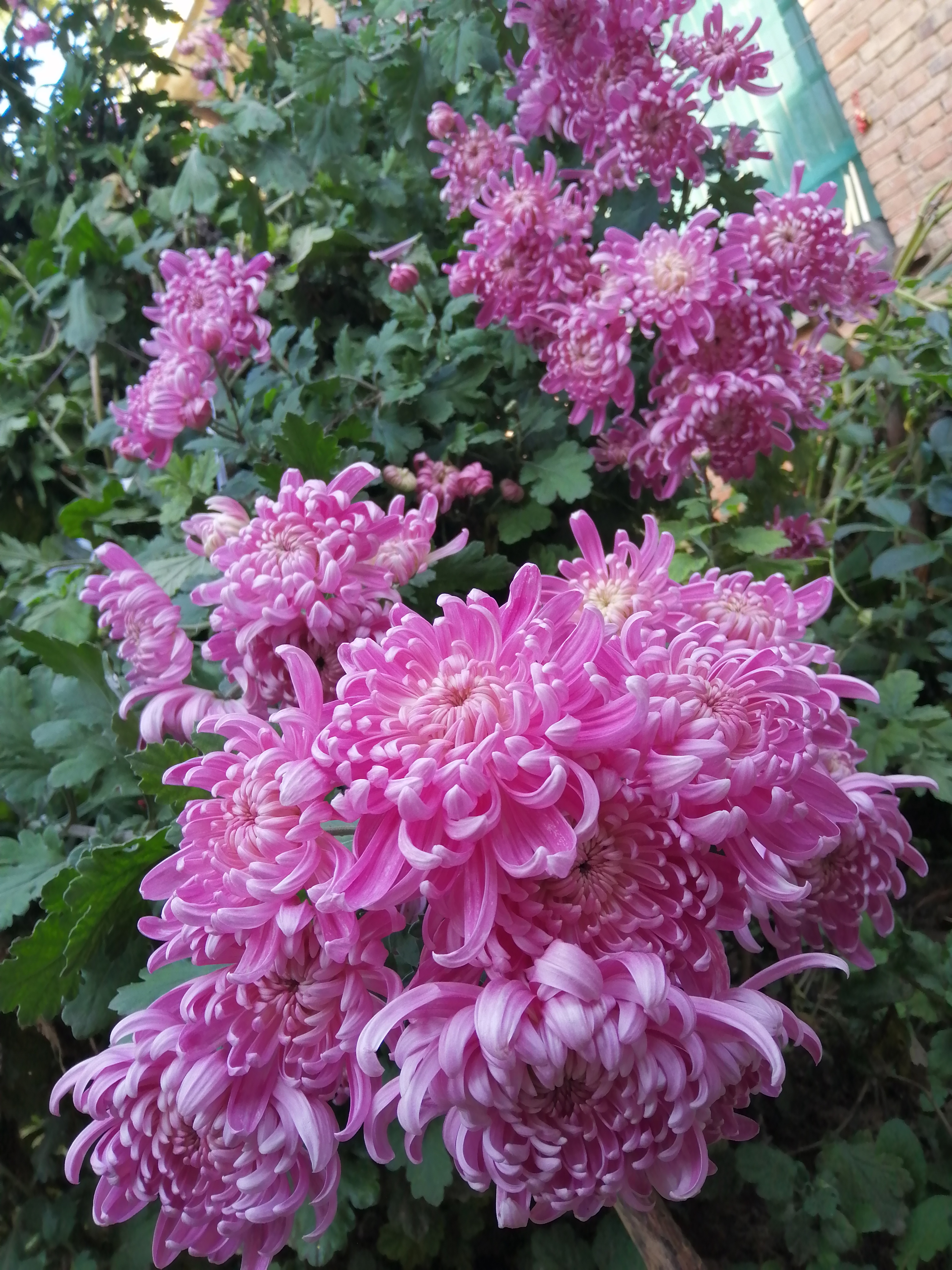 "94哇,这些粉红色的菊花在阳光下闪闪发光,好像它们是花园中的明星!