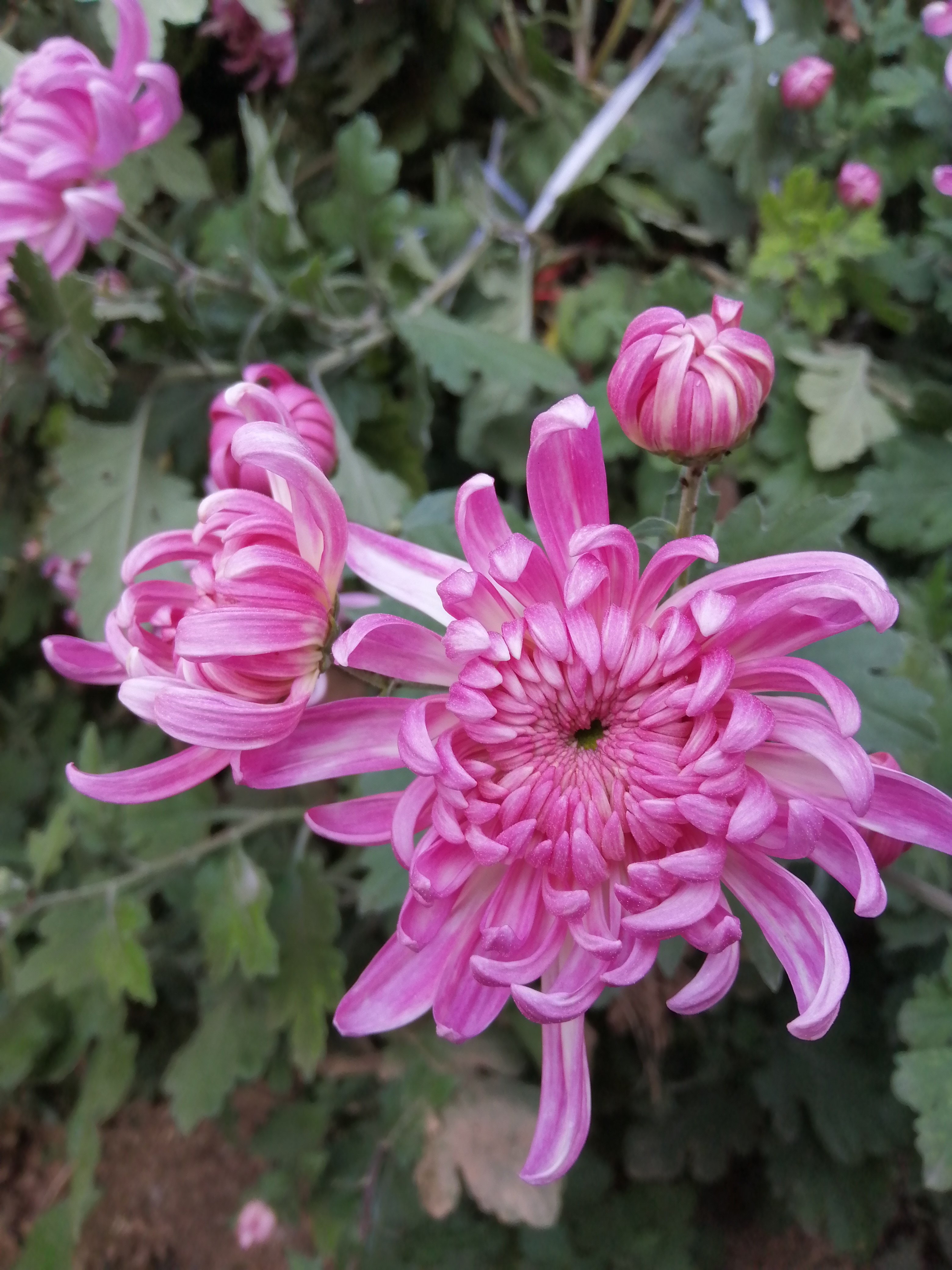 "94哇,这些粉红色的菊花在阳光下闪闪发光,好像它们是花园中的明星!