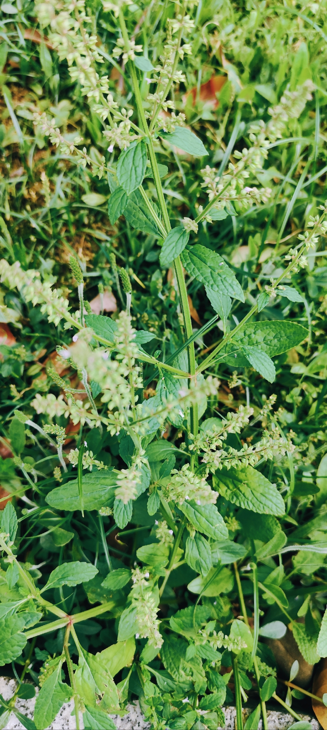 9798 五月开花了《蛤蟆草》,与小时候不一样