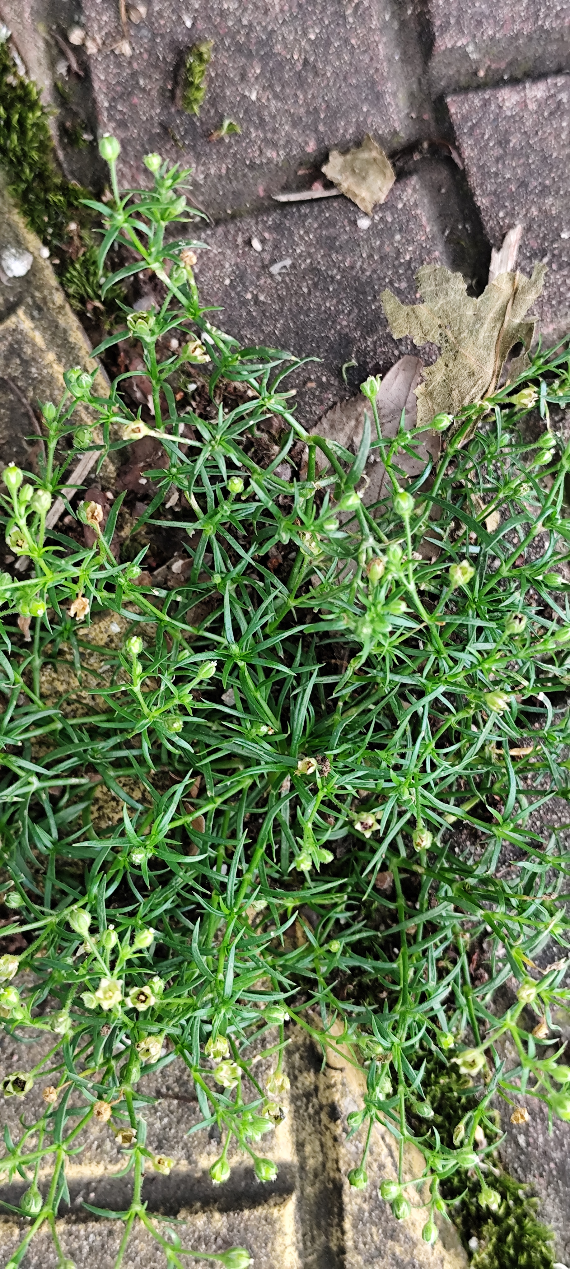 看,那些植物,有的紧密相依,有的独自绽放