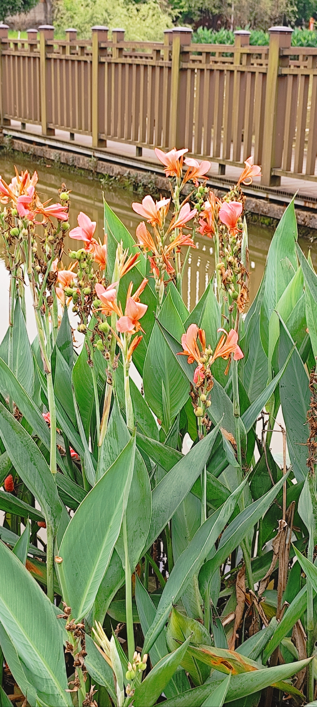 公园水边粉色美人蕉.#花卉天地