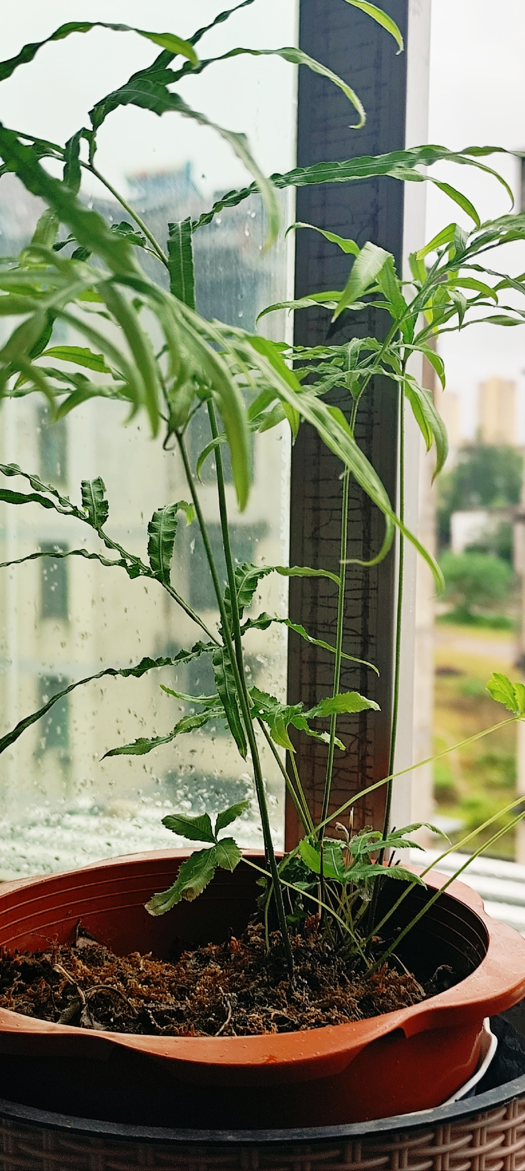 窗台上的绿植,清新空气,心情愉悦!周末雨天宅家养花
