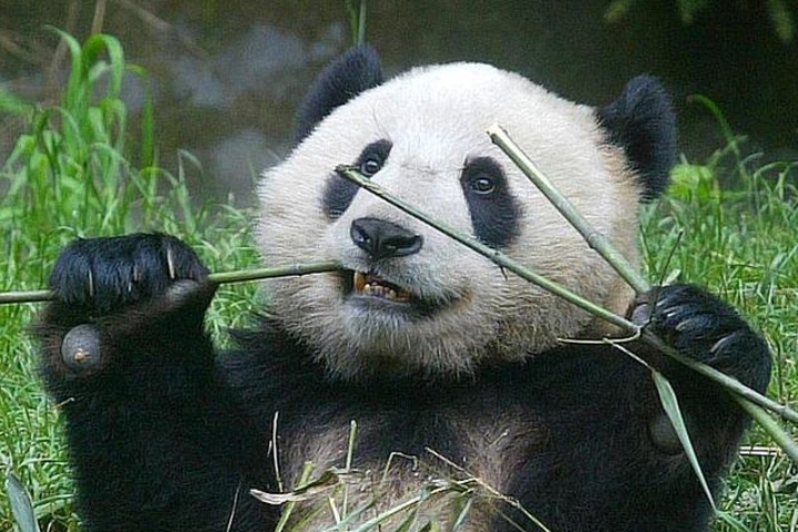 熊猫外交  熊猫这种珍稀动物,为我国独有,是我国的国宝.