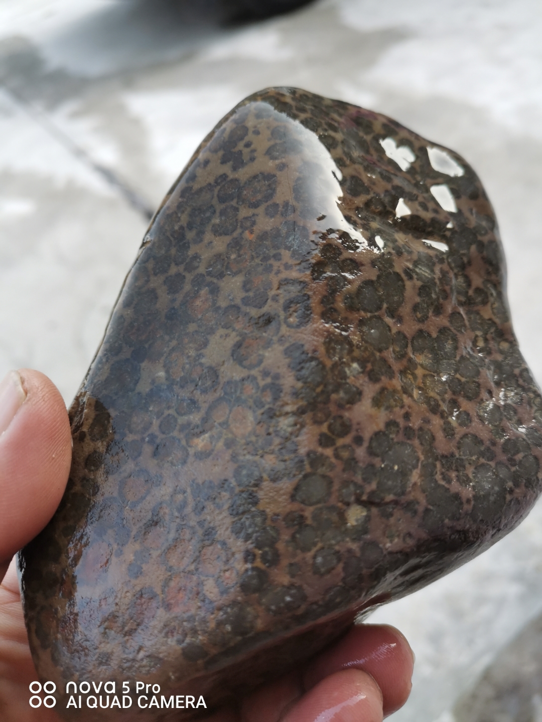 早春穿搭公式#安化县冰碛岩中的礼品,豹纹石原石