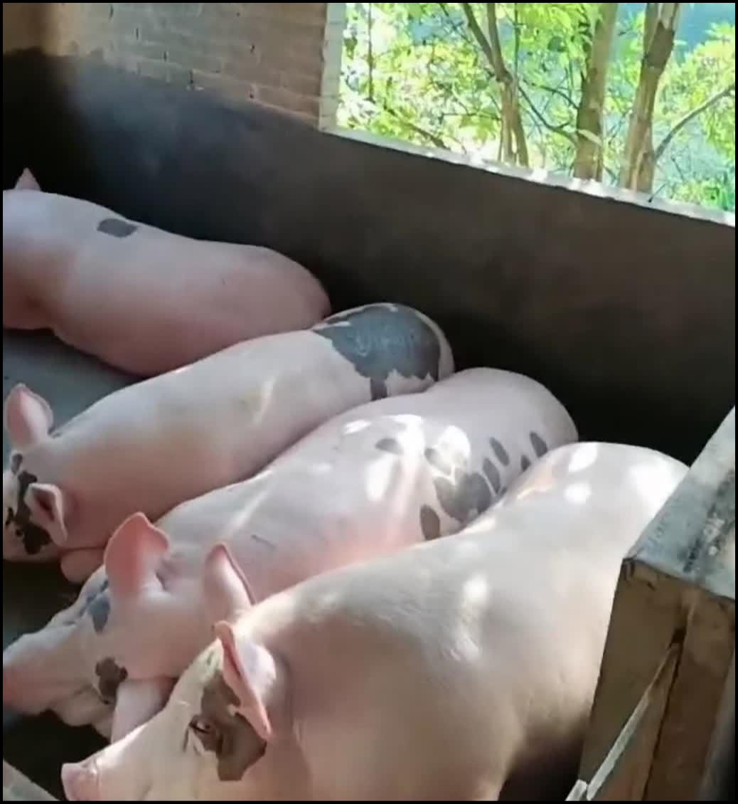 这么干净的猪你们见过吗?这家养殖场的主人洁癖也是到了极点了吧!