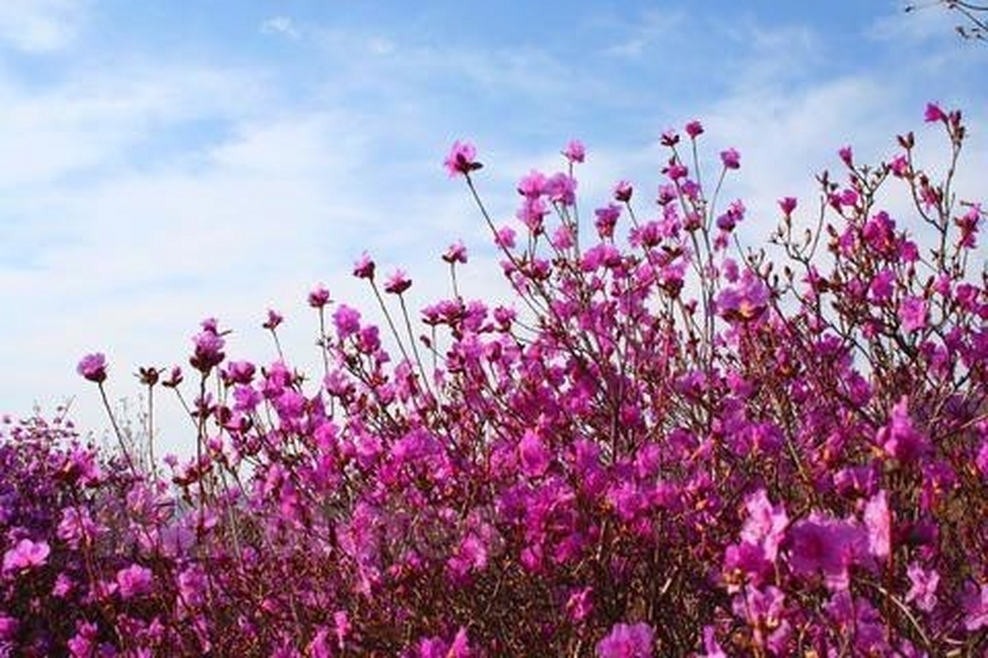 金达莱花壁纸图片