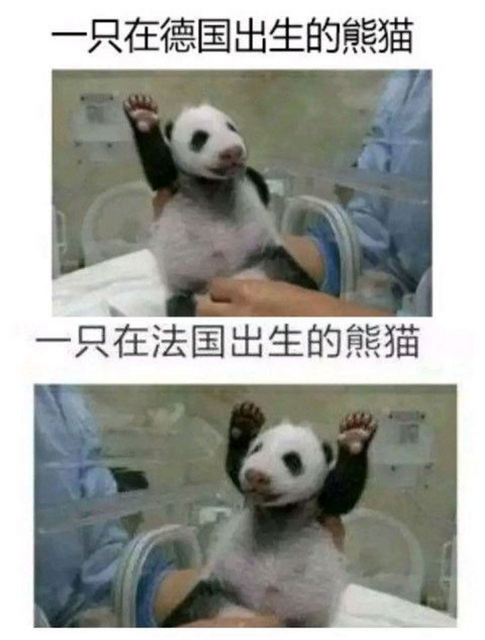 元首:在法国投降前占领巴黎[滑稽] 曼施坦因:这不可能[滑稽] 古德里安